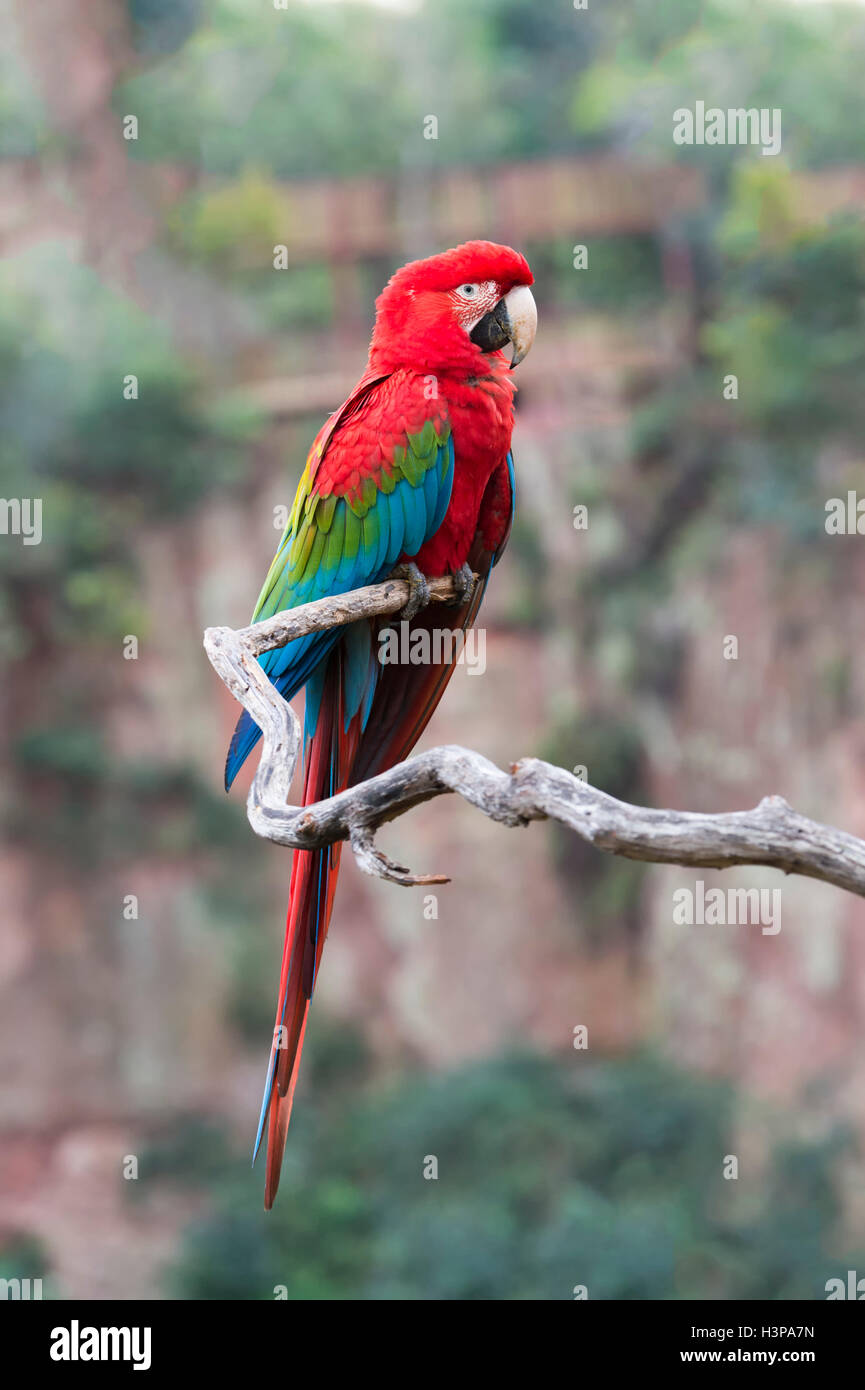 Le rouge et vert Macaw (Ara chloropterus) perché sur une branche dans das Araras Buraco, Mato Grosso do Sul, Brésil Banque D'Images