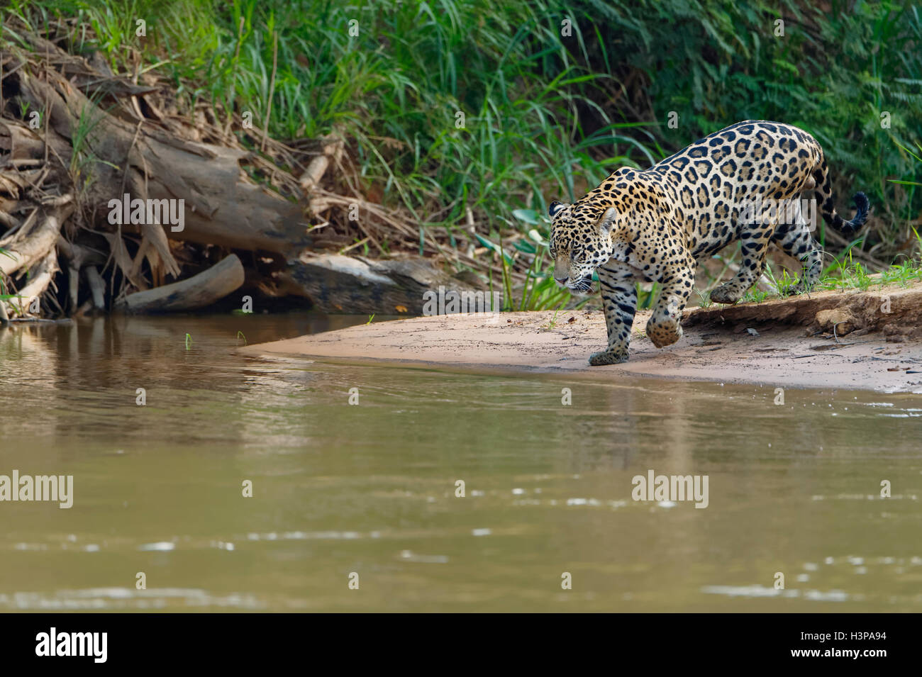 Jaguar Panthera Onca Dans L eau Banque De Photographies Et D images jaguar-panthera-onca-dans-l-eau-banque-de-photographies-et-d-images