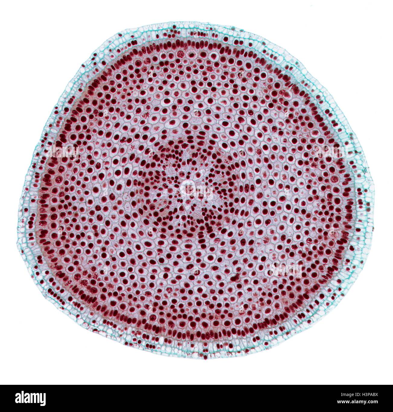 La mitose. La lumière microphotographie (LM) d'une section transversale de l'oignon (Allium cepa) apex pour montrer cellules en mitose (division nucléaire). Agrandissement : x100 lors de l'impression à 10 centimètres de large. Banque D'Images