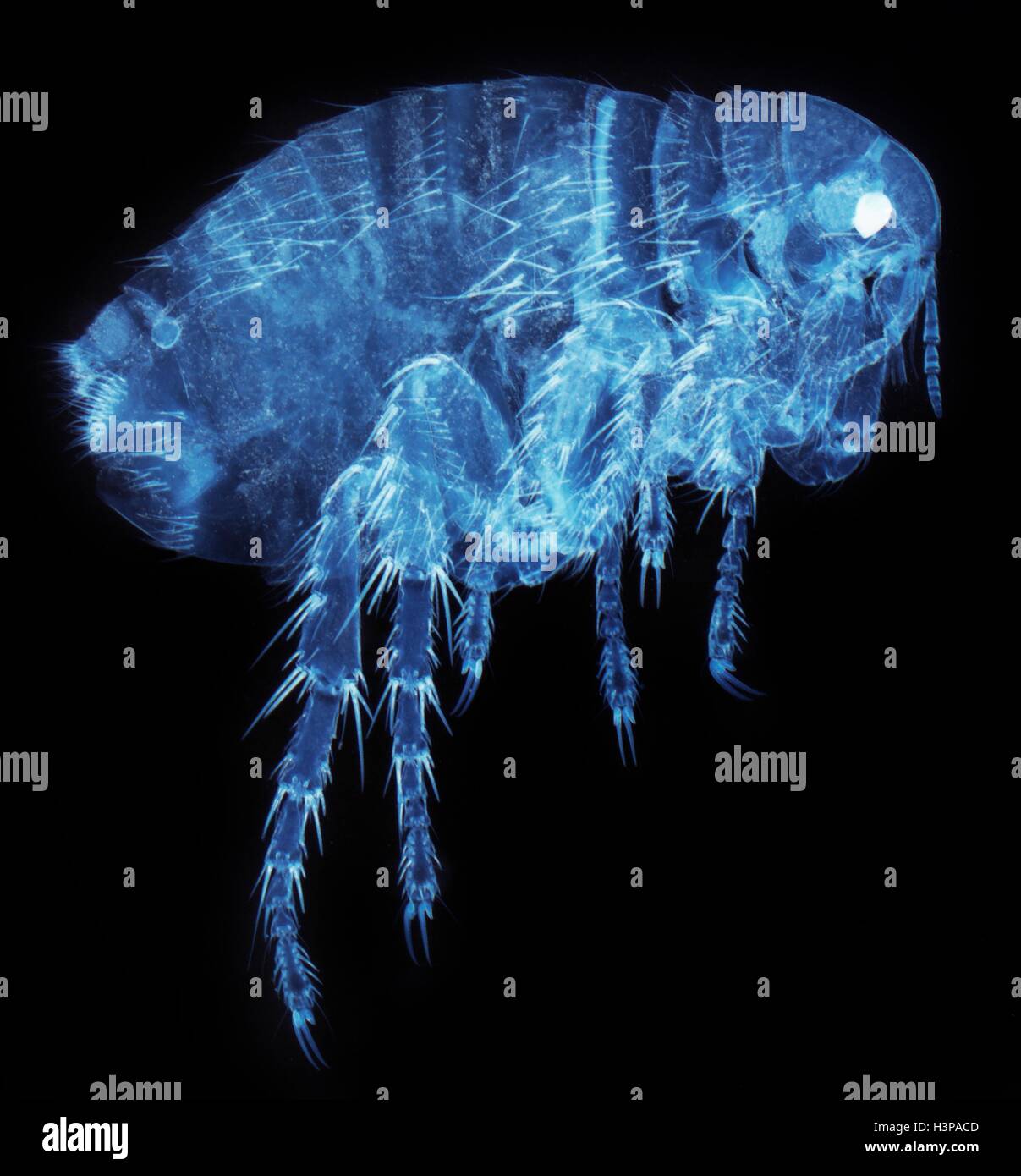 Résiduelle humaine. La lumière microphotographie (LM) d'une femelle Résiduelle humaine (Pulex irratans). Les puces sont aptères et aplati d'un côté à l'autre, ce qui les rend difficiles à déloger dans les cheveux. Ils ont les pattes arrière élargie pour le saut. Les puces sont un vecteur pour diverses maladies. La femelle ne possède pas les organes génitaux de l'homme distinctinctive les puces. Grossissement : x15 lors de l'impression à 10 centimètres de large. Banque D'Images