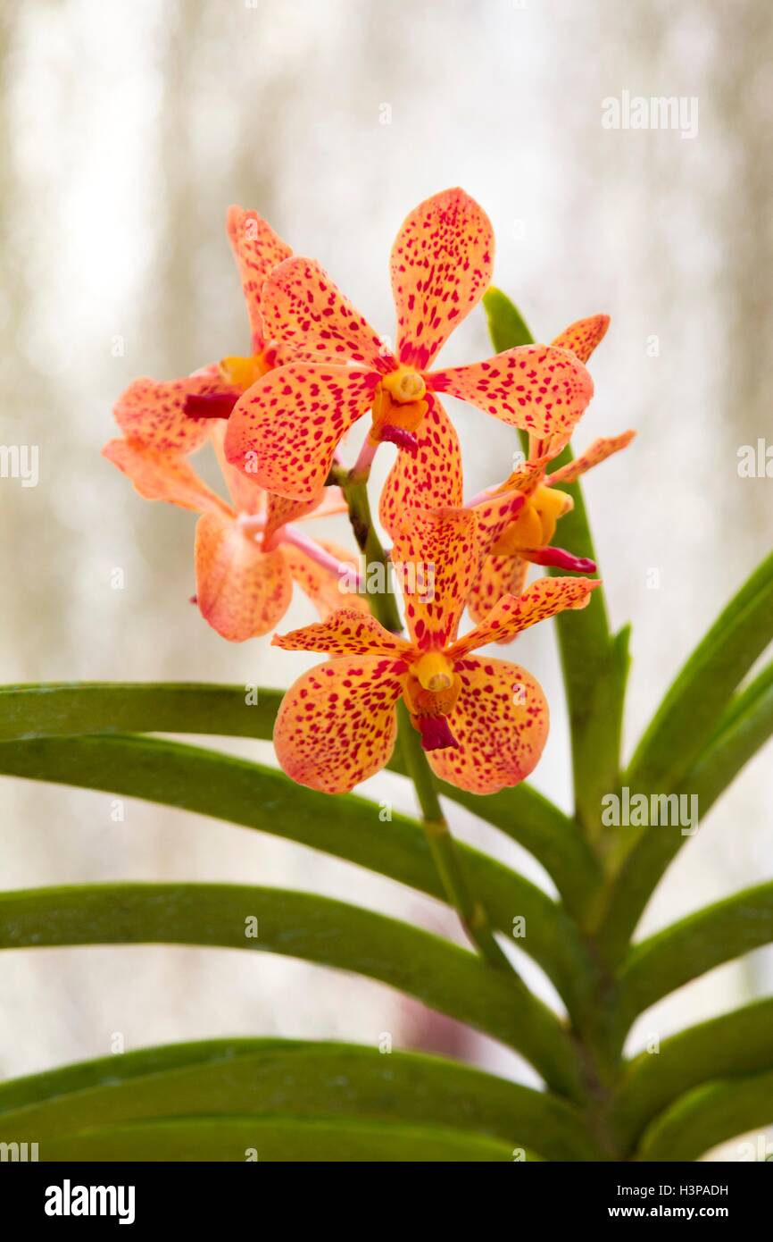 Orange et rose fleurs, Close up. Banque D'Images