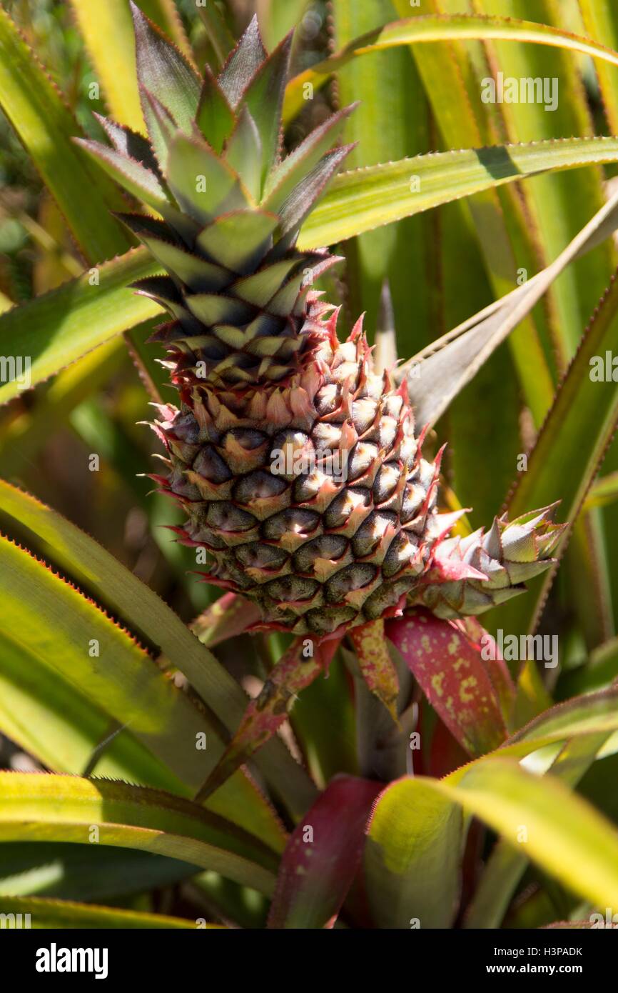 La culture d'ananas sur plant, Close up. Banque D'Images