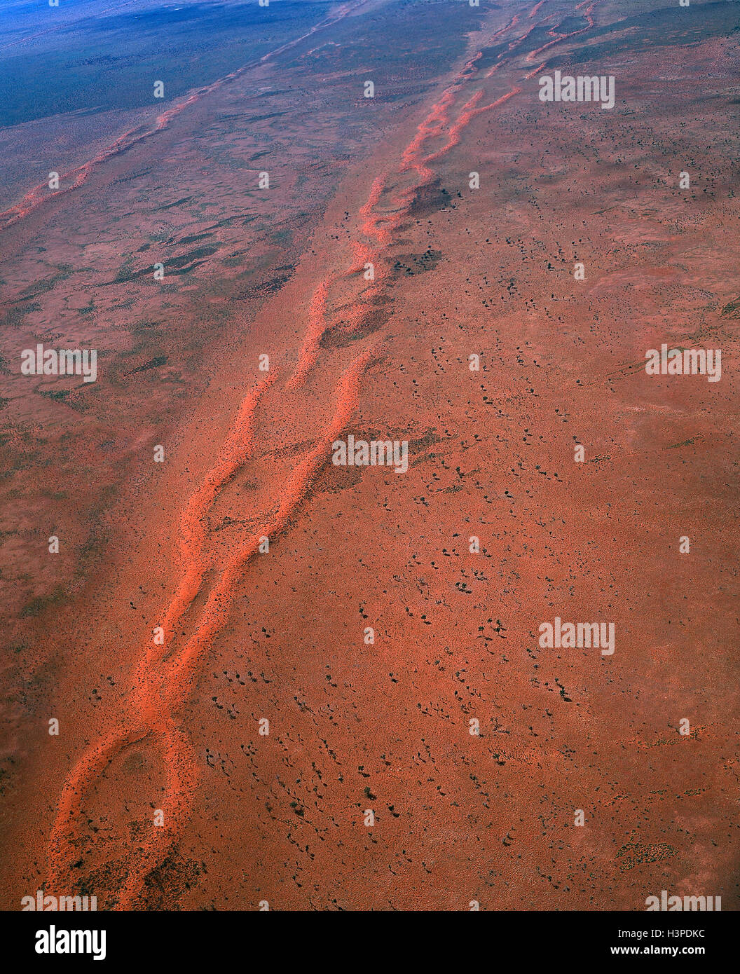 La végétation du désert Tanami, spinifex : desert oaks et d'acacias Banque D'Images