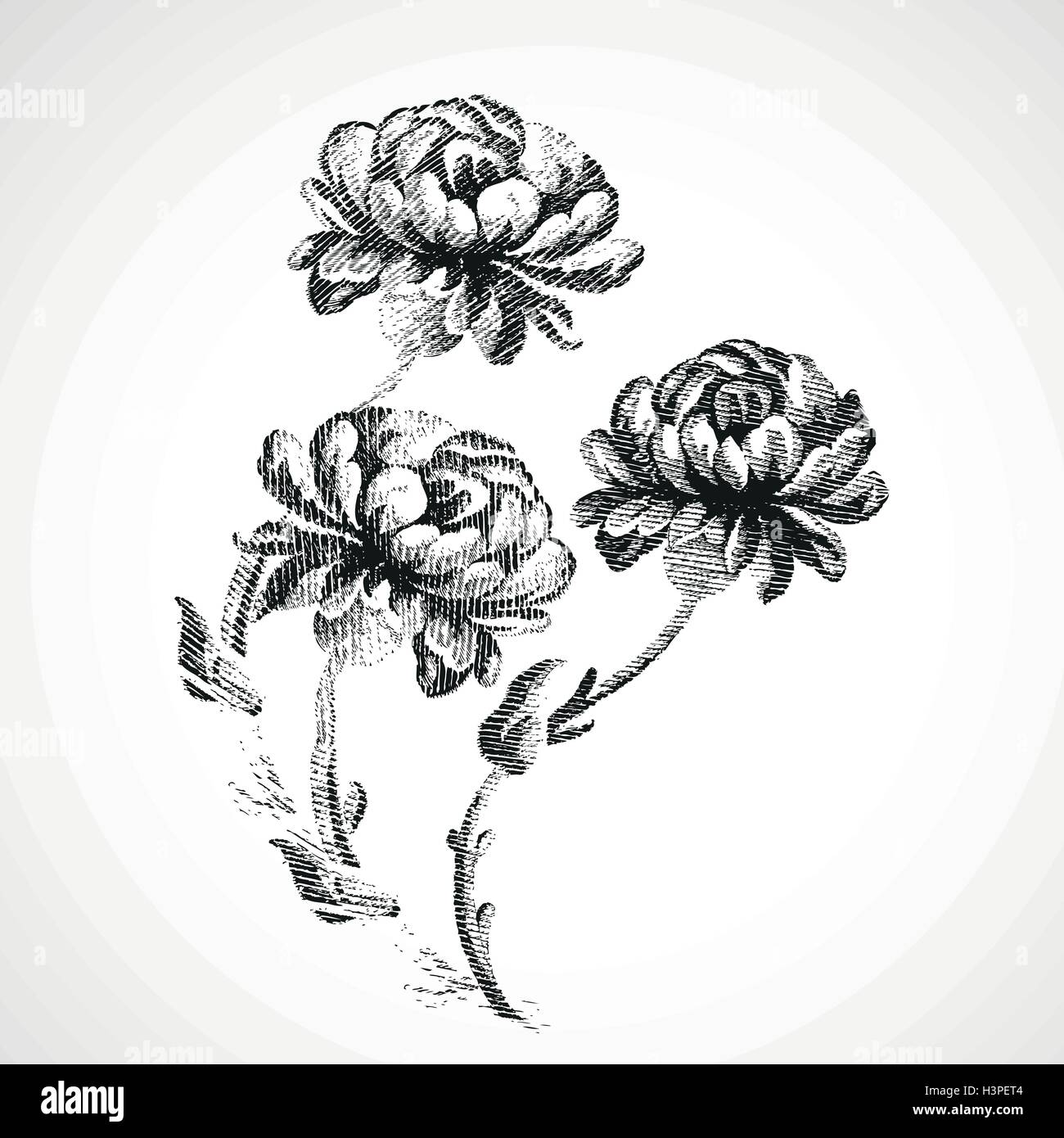 Hand drawn bouquet de trois fleurs de pivoines, vintage isolated background vector illustration croquis réalistes Illustration de Vecteur