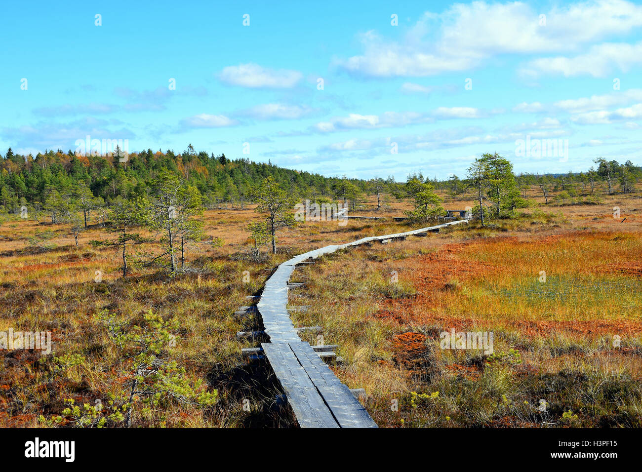 Paysage d'automne sur bog Torronsuo Parc National, Finlande Banque D'Images