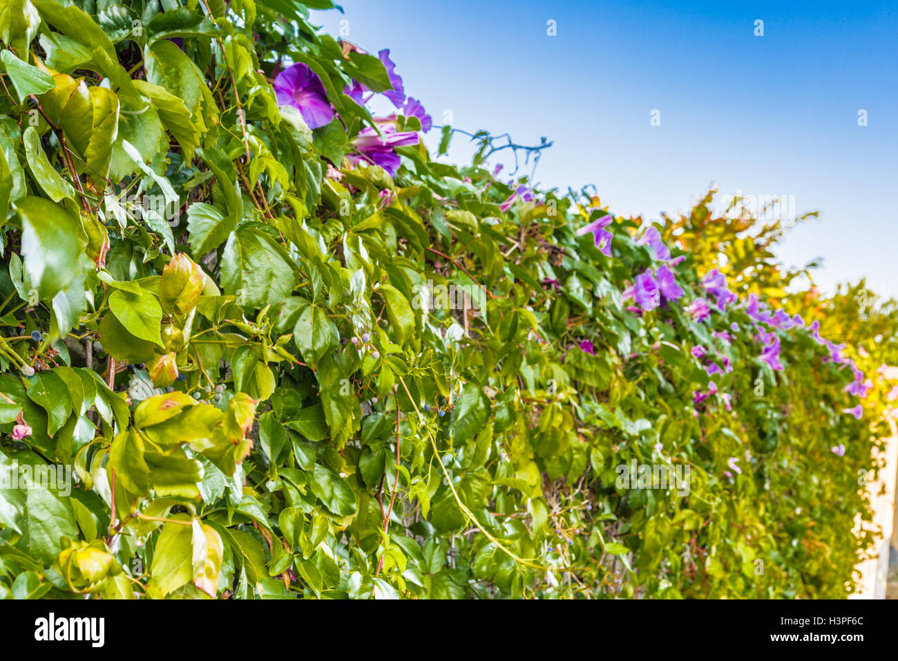 Couverture vert et violet escalade Banque D'Images