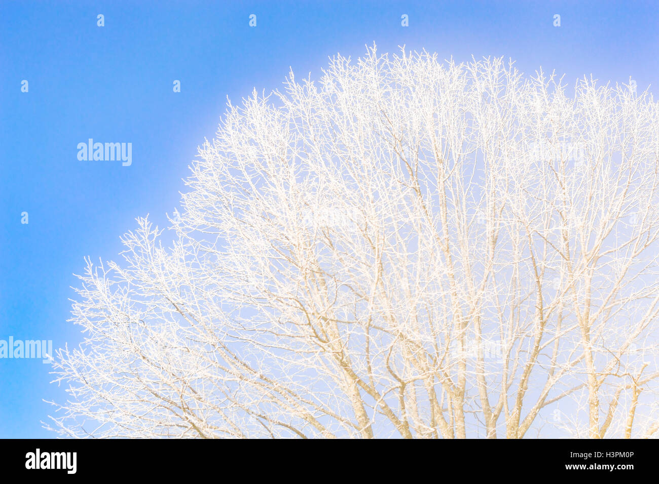 Les branches des arbres contre le ciel bleu clair. Stock photo prise dans l'hiver glacial de bonnes conditions météorologiques. Banque D'Images