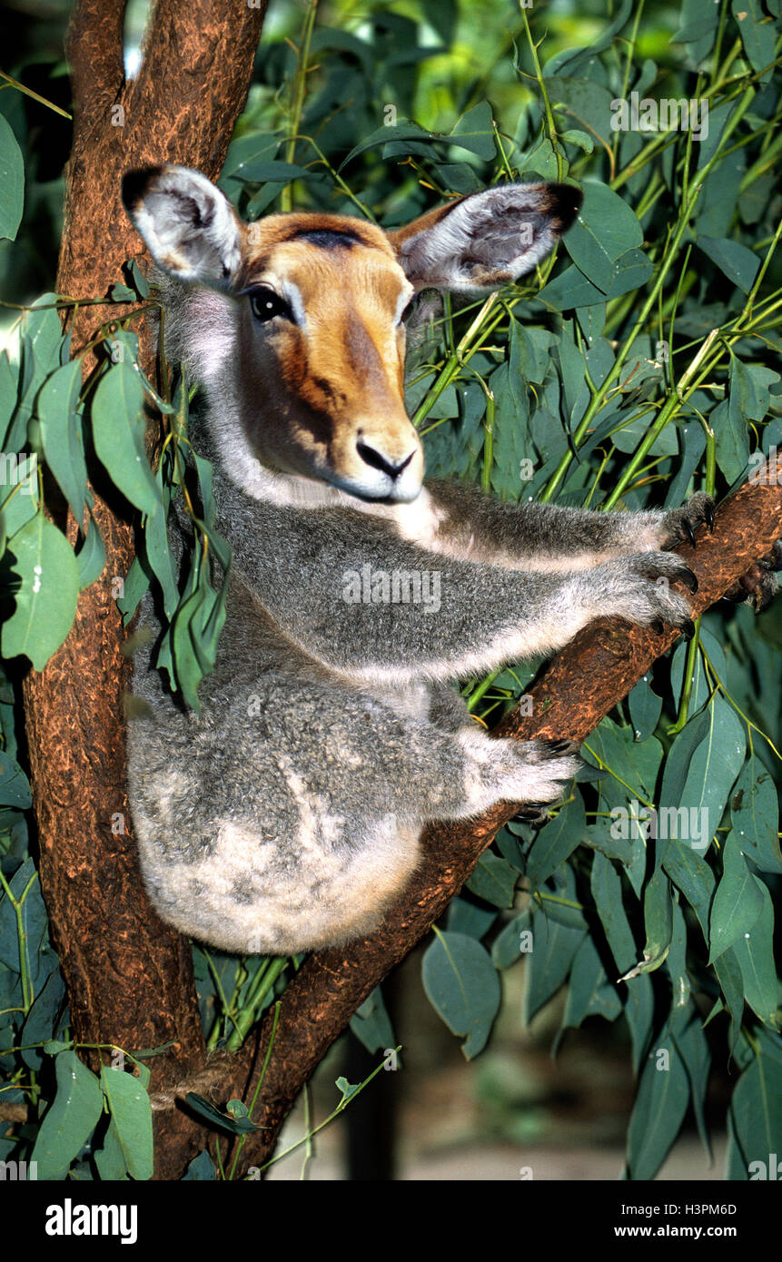 Photoshopped Koala avec tête de cerf en Eucalyptus Banque D'Images