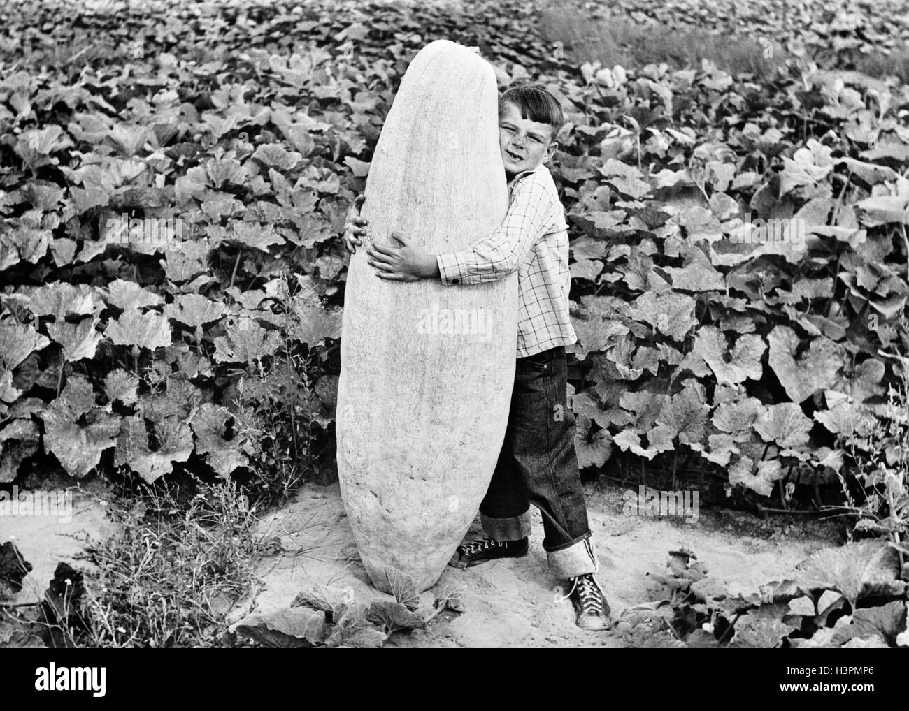 Années 1940 Années 1950 FARM BOY STANDING IN POTAGER LOOKING AT CAMERA MAL HOLDING UP GIANT SQUASH Banque D'Images