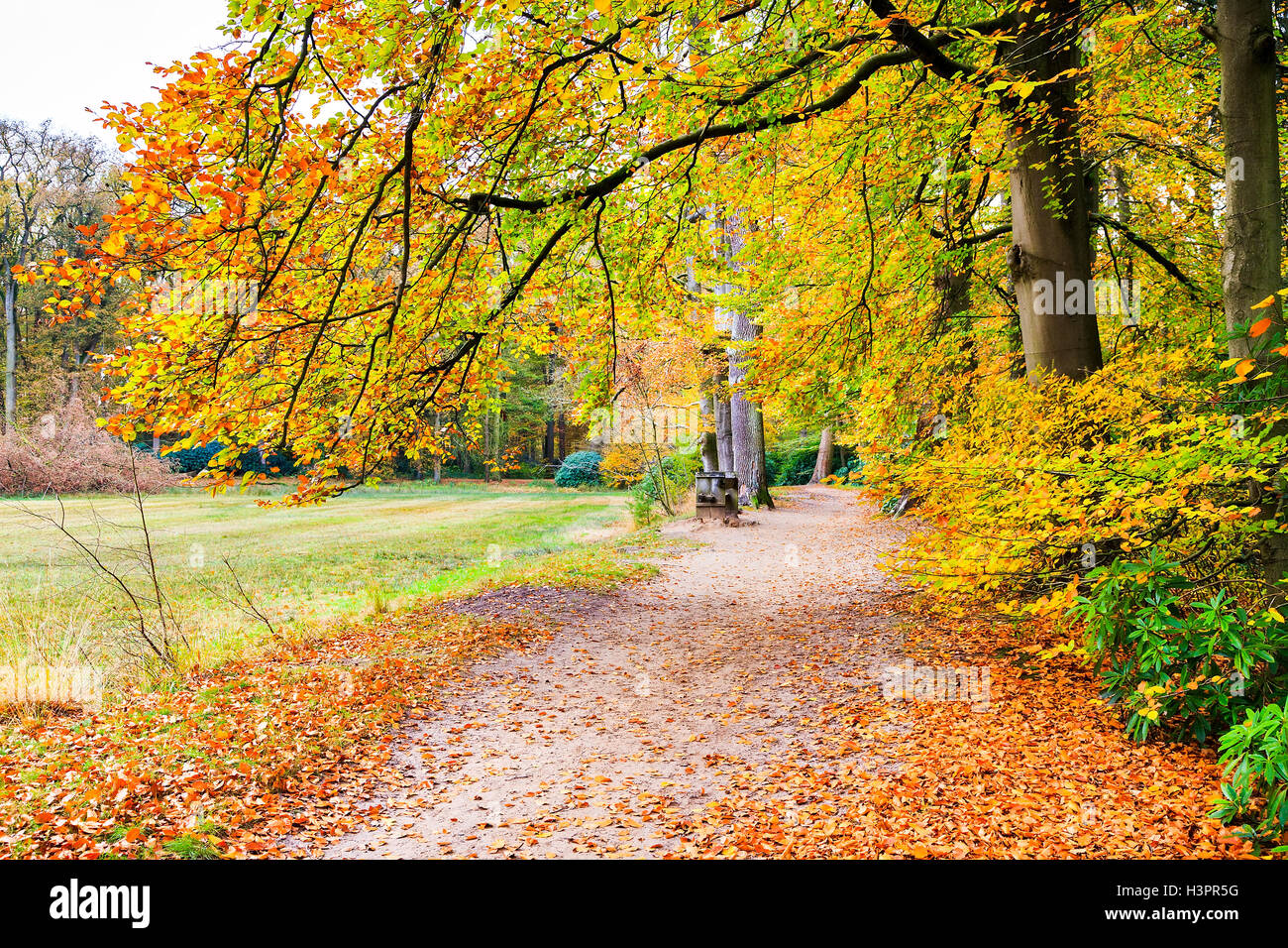 Paysage d'automne européen avec sentier pédestre et de feuilles d'arbres hêtre Banque D'Images