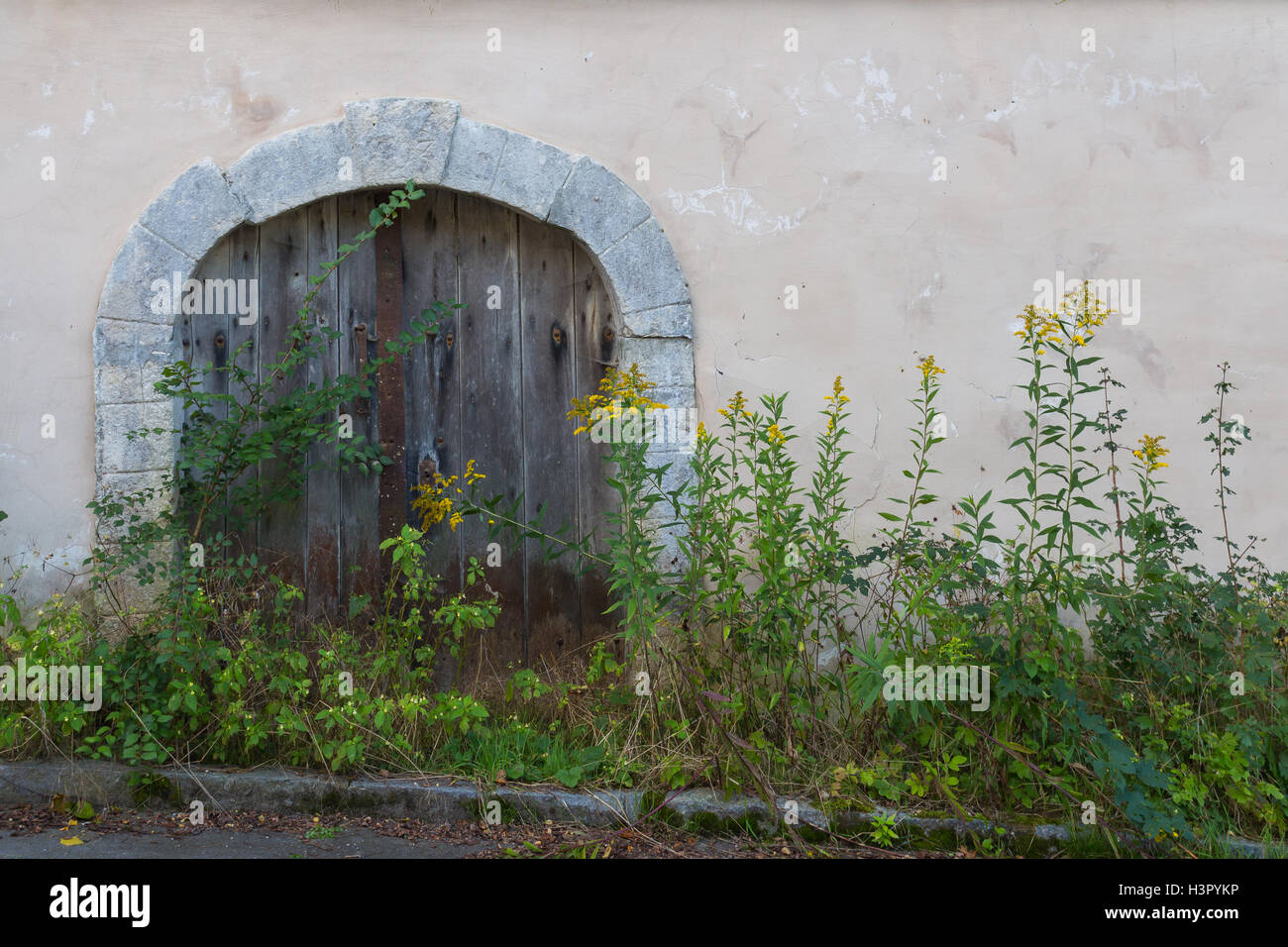 Entrée de l'ancienne cave à vin, n'est pas utilisé pendant une longue période. Plantes haut en face de la porte. Banque D'Images