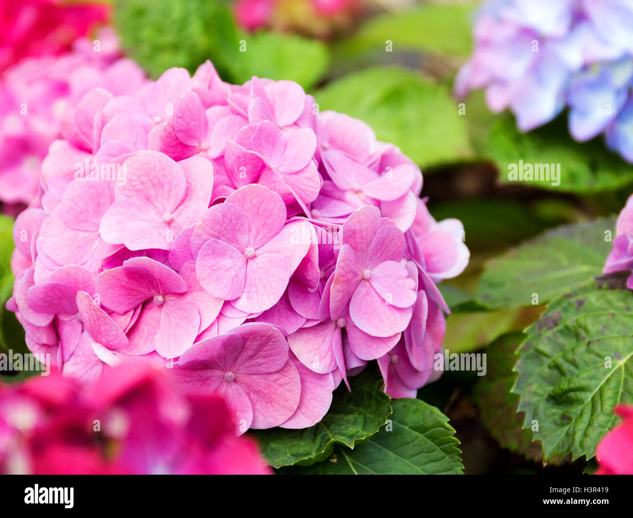 L'Hydrangea flower Banque D'Images