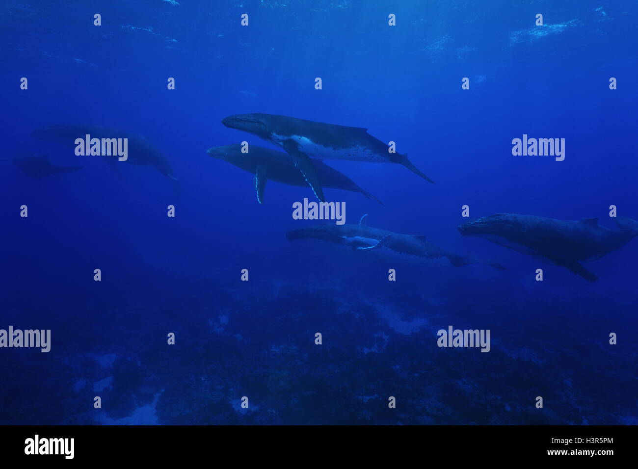 Groupe de baleines à bosse, Megaptera novaeangliae, sous l'eau dans l'océan Pacifique, l'île de Rurutu, Polynésie Française Austral Banque D'Images