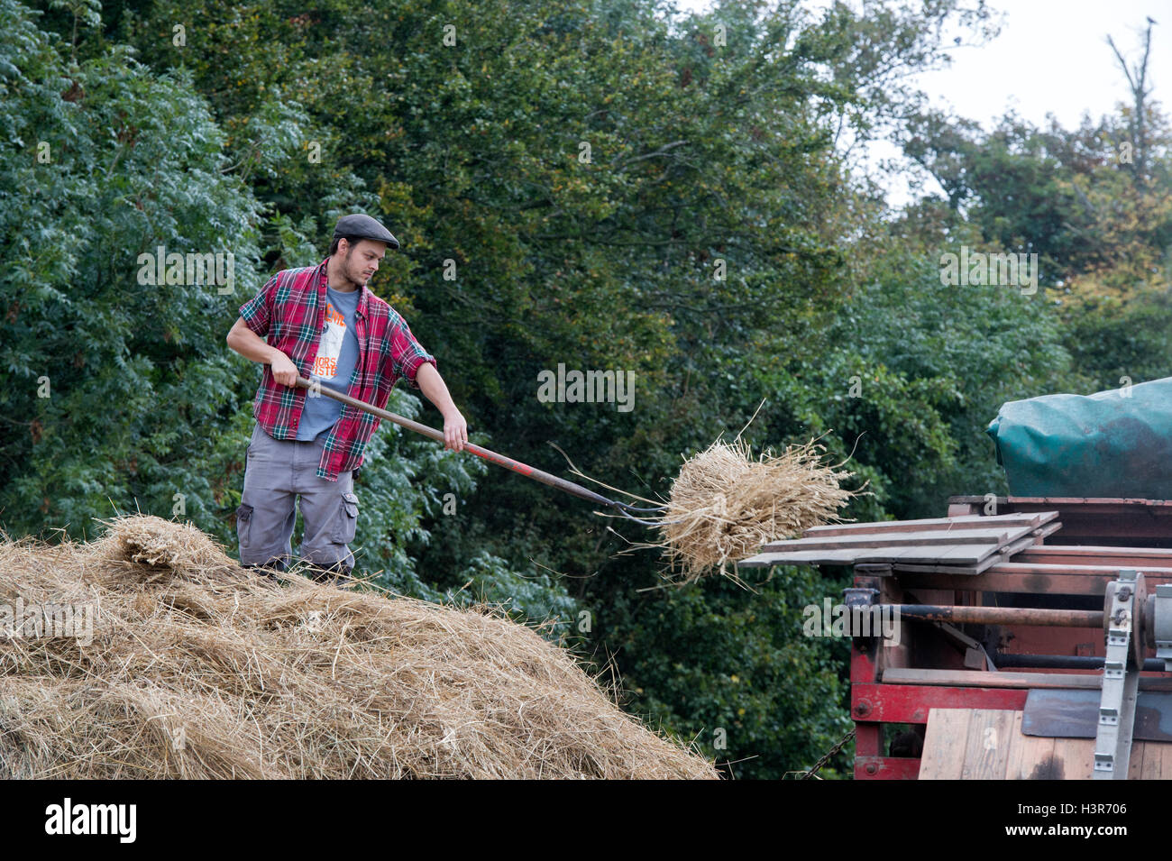 Travailleur agricole à séparer le blé en une batteuse à Weald et Downland Open Air Museum, Singleton, Sussex, Angleterre Banque D'Images