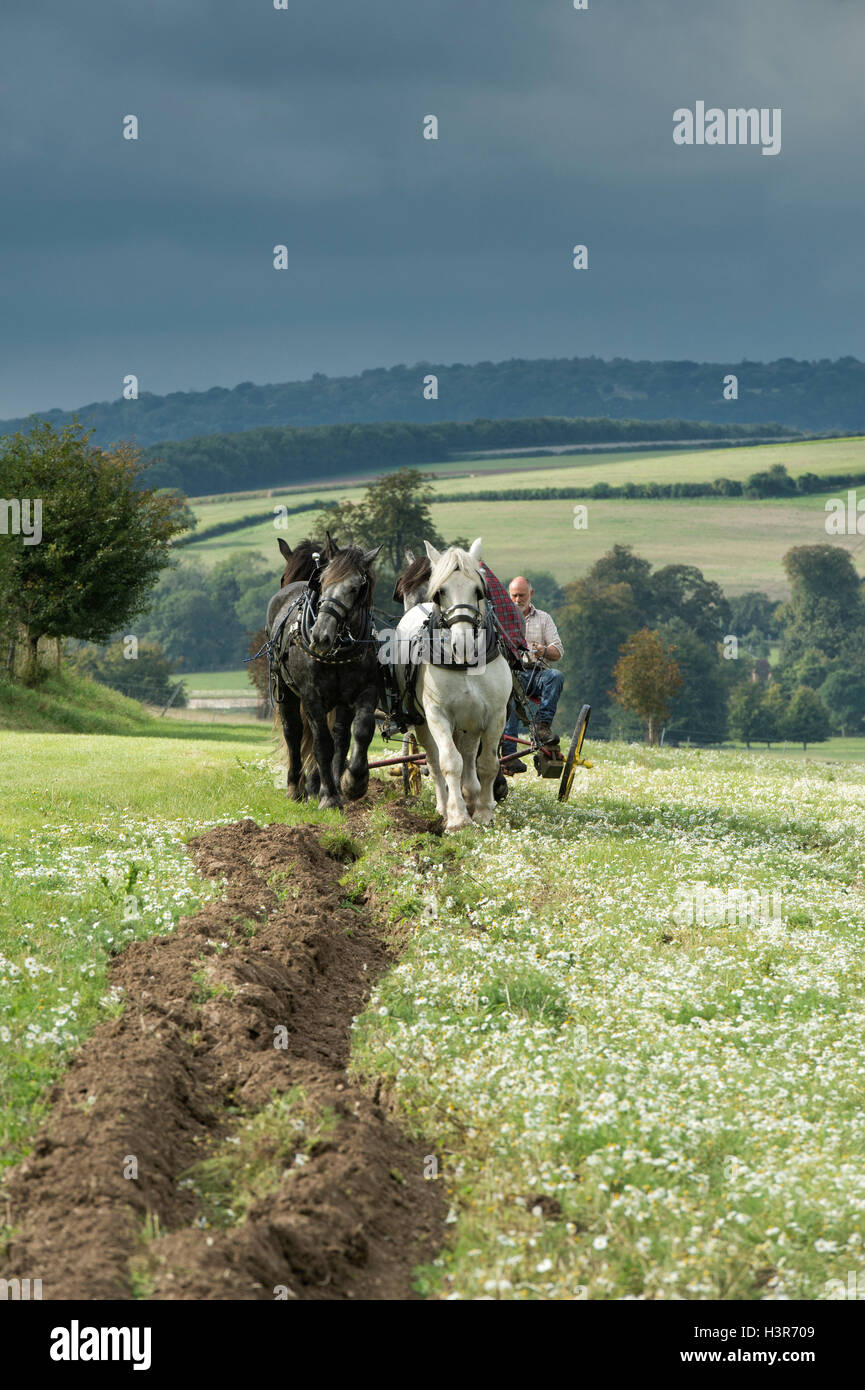 Chevaux percherons labourer à Weald et Downland Open Air Museum, campagne automne show, Singleton, Sussex, Angleterre Banque D'Images