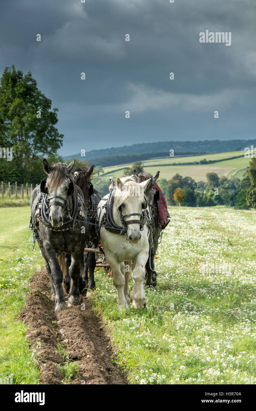 Chevaux percherons labourer à Weald et Downland Open Air Museum, campagne automne show, Singleton, Sussex, Angleterre Banque D'Images