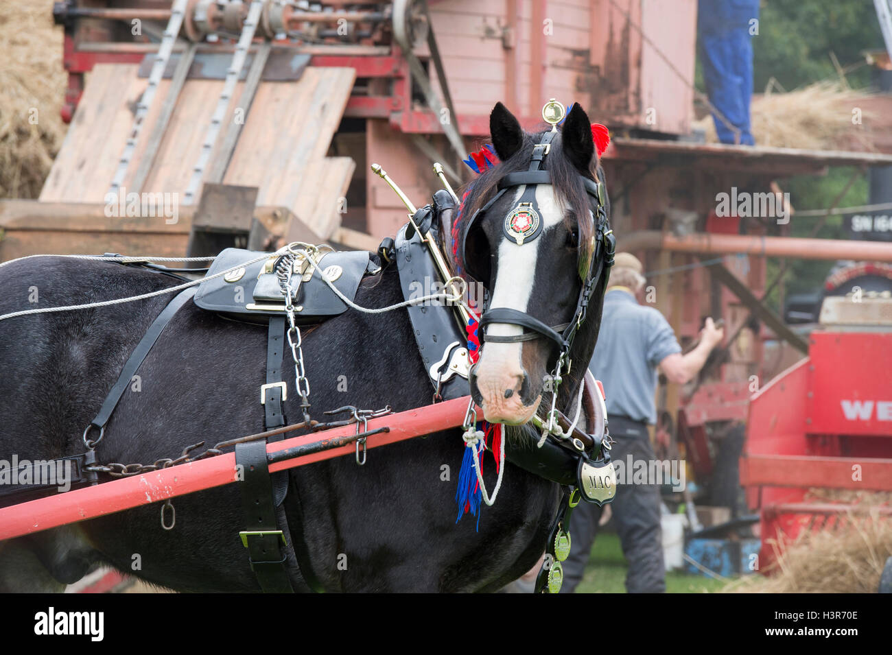 Shire Horse en face d'une batteuse à Weald et Downland Open Air Museum, campagne automne show, Sussex, Angleterre Banque D'Images