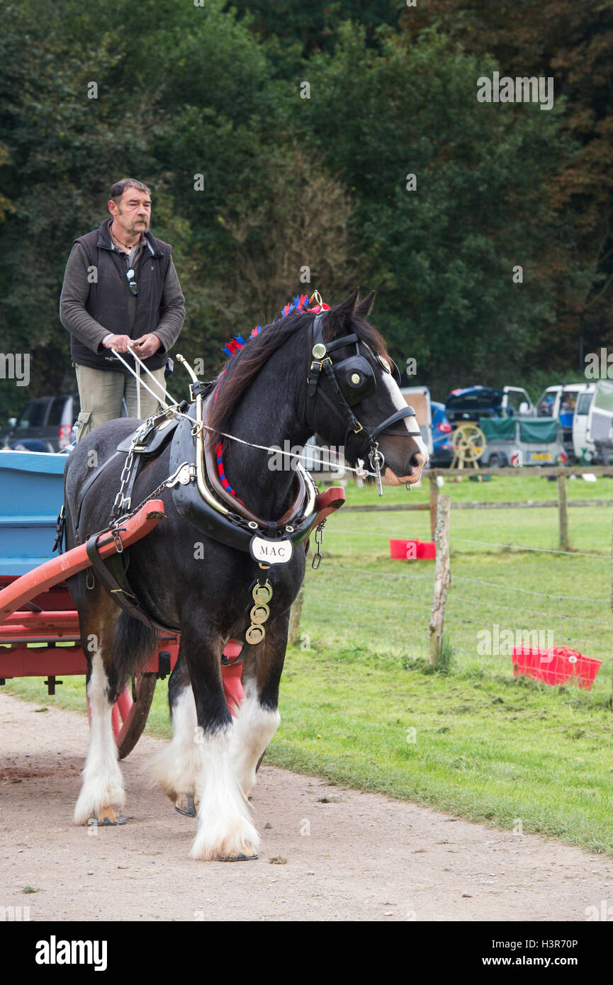 Shire Horse tirant une charrette à Weald et Downland Open Air Museum, campagne automne show, Singleton, Sussex, Angleterre Banque D'Images