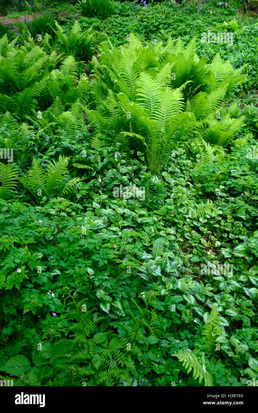 Matteuccia struthiopteris fougère crosses de fougères fougère volant fruits rouges bois ombragé ombragé jardin ombragé Banque D'Images