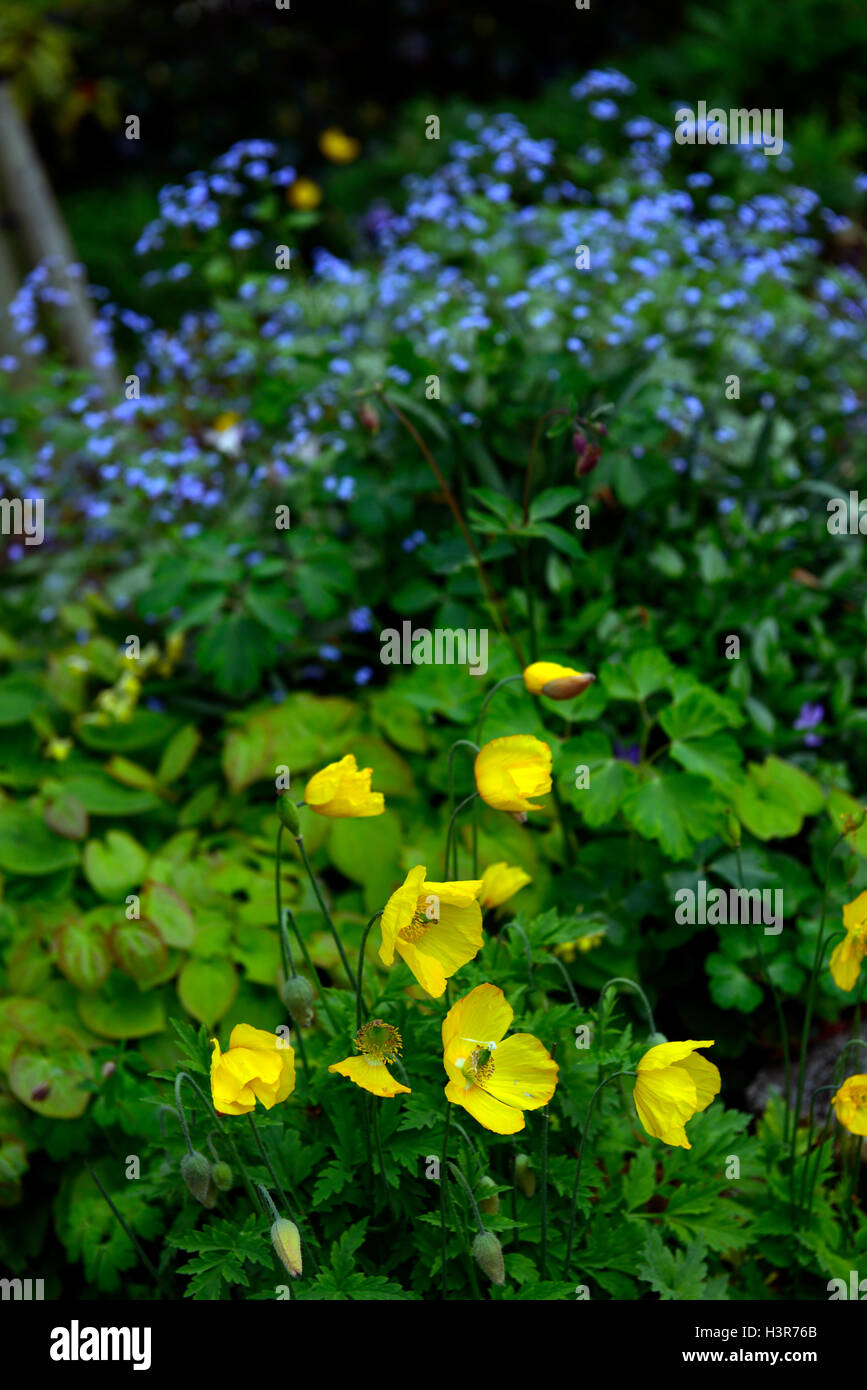 Meconopsis cambrica Myosotis sylvatica bleu jaune printemps floraison fleurs ne m'oubliez pas welsh poppy coquelicots Fleurs RM Banque D'Images