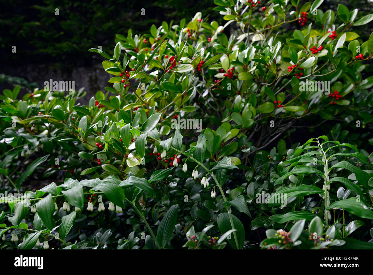 Polygonatum biflorum fleurs blanches skimmia fruits rouges mélanger combinaison mixte schéma de plantation de fleurs RM Banque D'Images