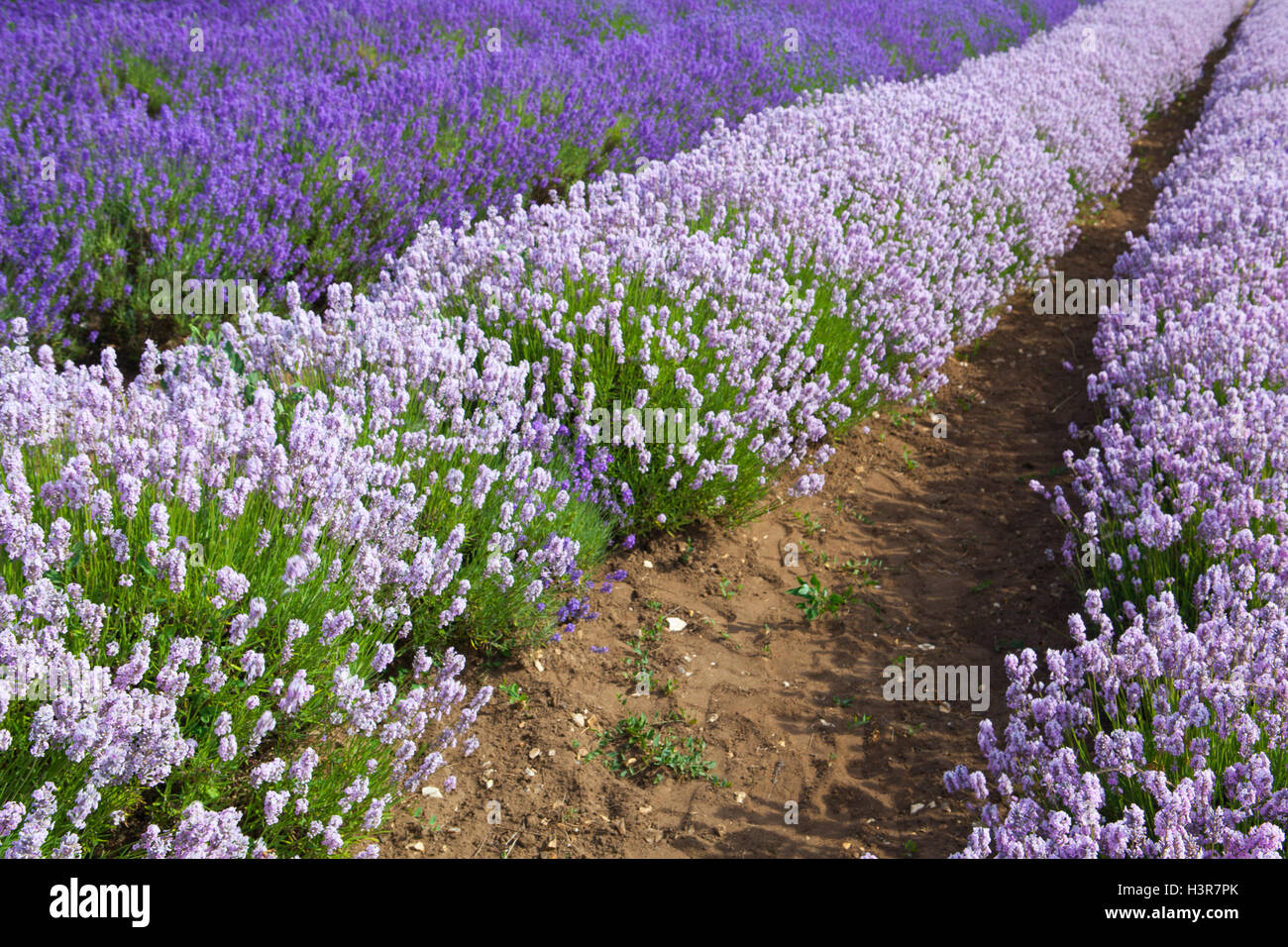 Dans les champs de lavande lavande Heacham ferme, Grande Bretagne. Il reste le premier ministre d'Angleterre Lavender Farm. Banque D'Images