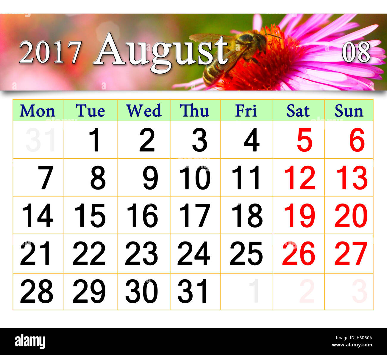 Calendrier pour août 2016 avec le ruban d'asters rose Banque D'Images