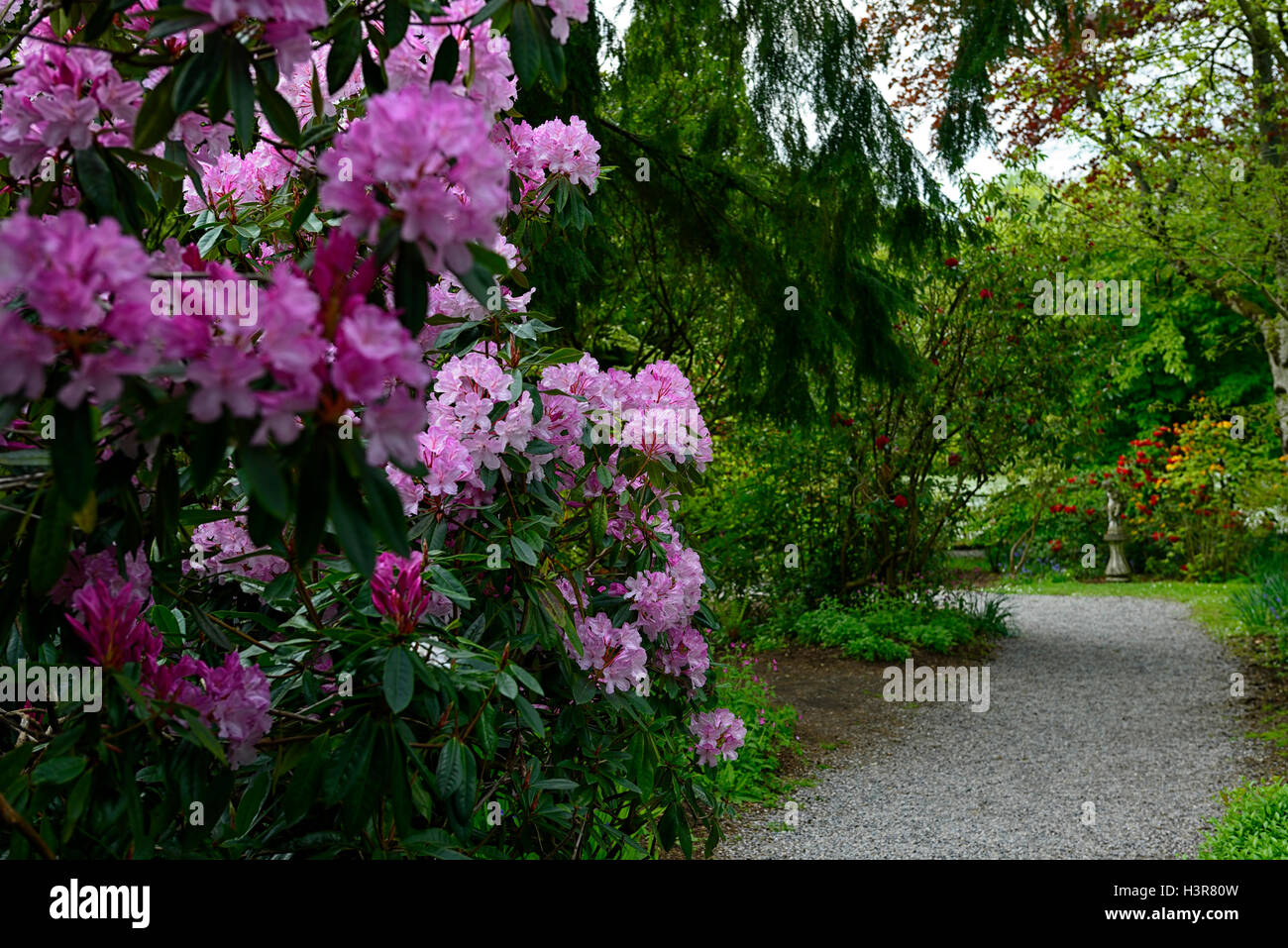 Mme Stirling ce rhododendron arbre arbres arbustes arbuste à fleurs fleurs Altamont Gardens Carlow Floral RM Banque D'Images