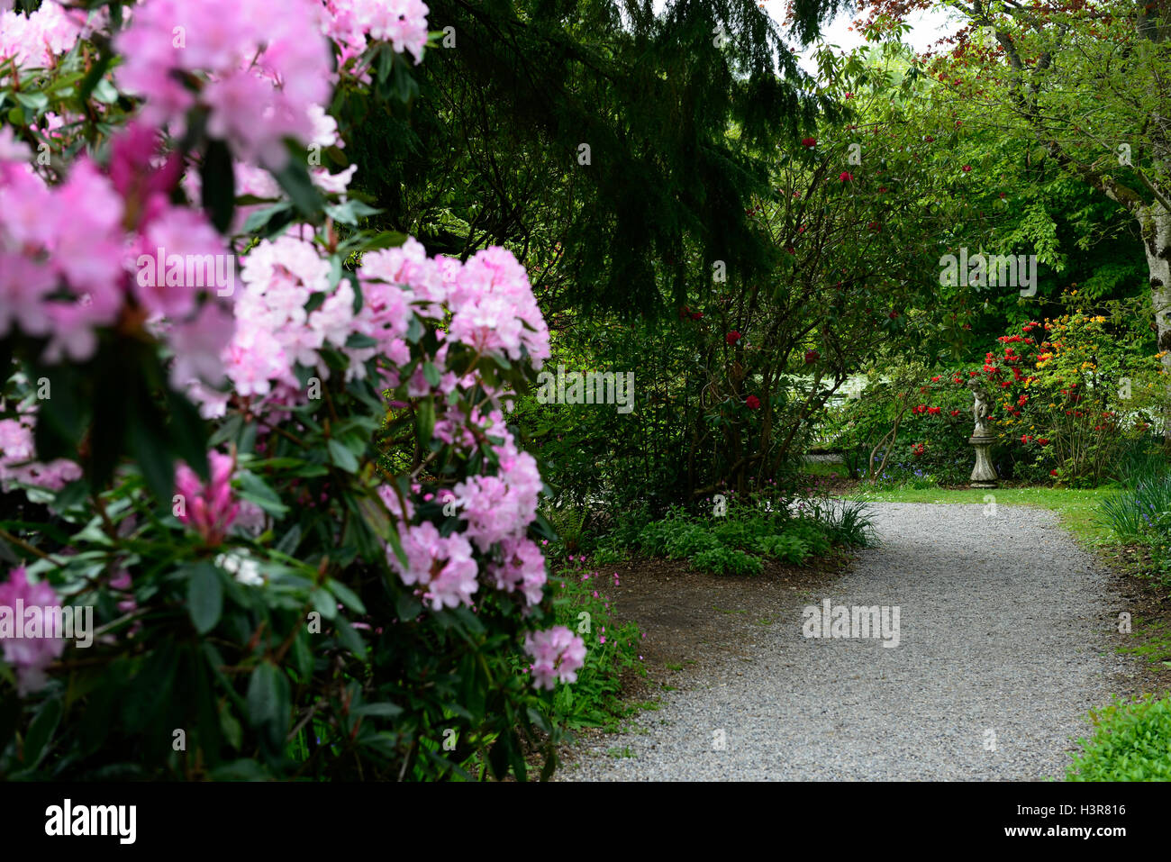 Mme Stirling ce rhododendron arbre arbres arbustes arbuste à fleurs fleurs Altamont Gardens Carlow Floral RM Banque D'Images