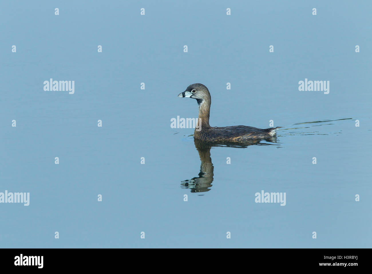 Le grèbe à bec bigarré (Podilymbus podiceps) natation adultes sur l'eau, Florida, USA Banque D'Images