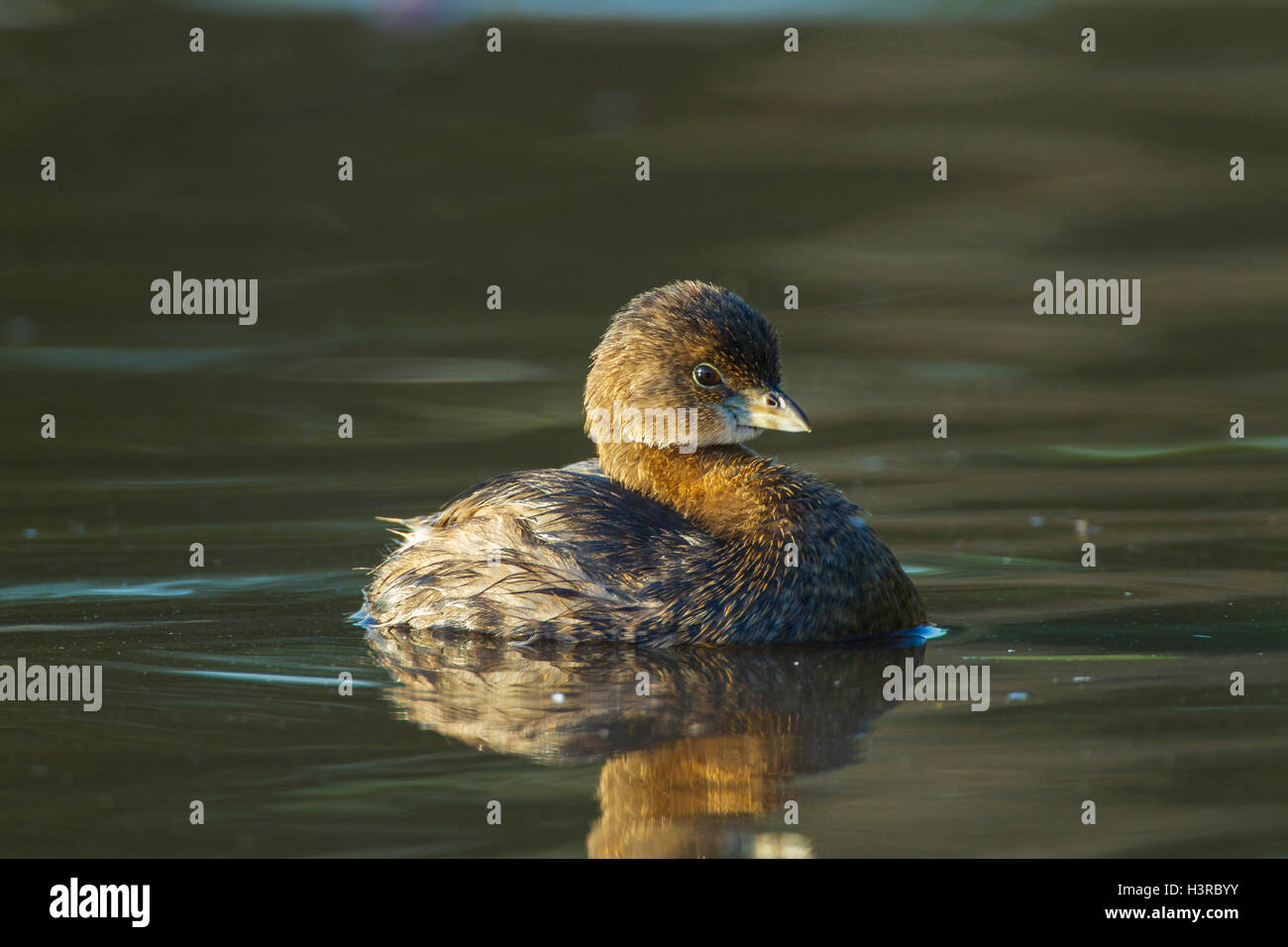 Le grèbe à bec bigarré (Podilymbus podiceps) natation adultes sur l'eau, Florida, USA Banque D'Images