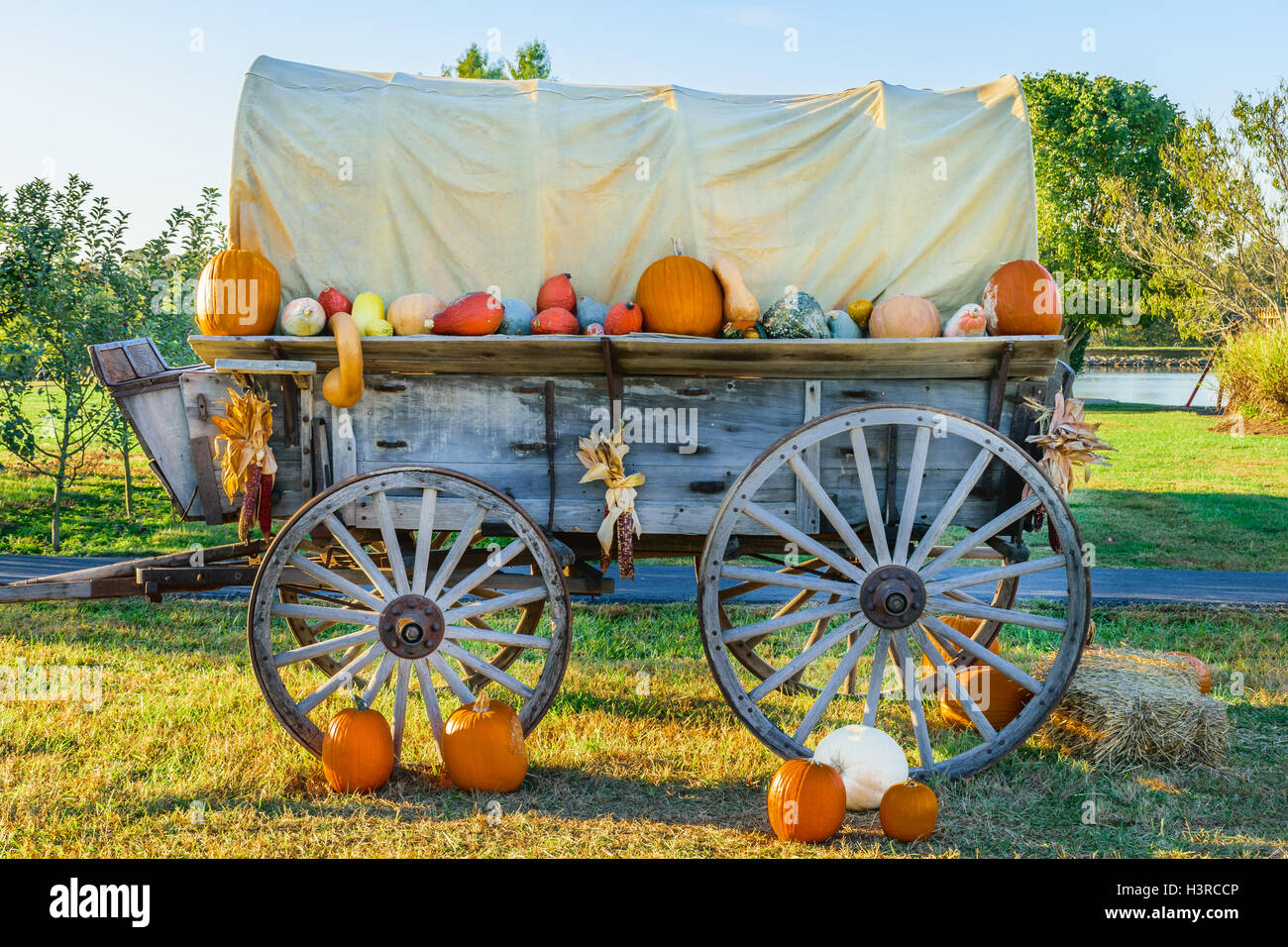 Wagon couvert orné de citrouilles et courges. Banque D'Images