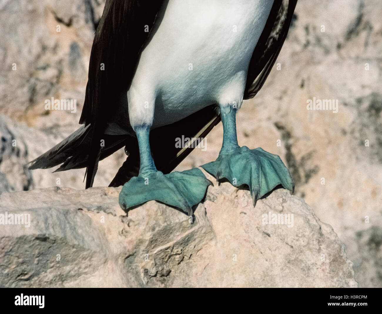 Les pieds d'un fou à pieds bleus (Sula nebouxii) se détachent sur le terrain rocheux de l'Ile San Pedro Martir, une île qui est une zone de nidification d'oiseaux marins pour cette dans la mer de Cortez à l'est de la péninsule de Baja California au Mexique. Les mâles attirent les femelles pendant la période de reproduction en se pavanant avec des mesures qui montrent leurs pieds palmés de couleur vive. Une autre espèce de cet oiseau de mer facilement identifiés par le pigment inhabituel de ses pieds est le fou à pieds rouges. Banque D'Images