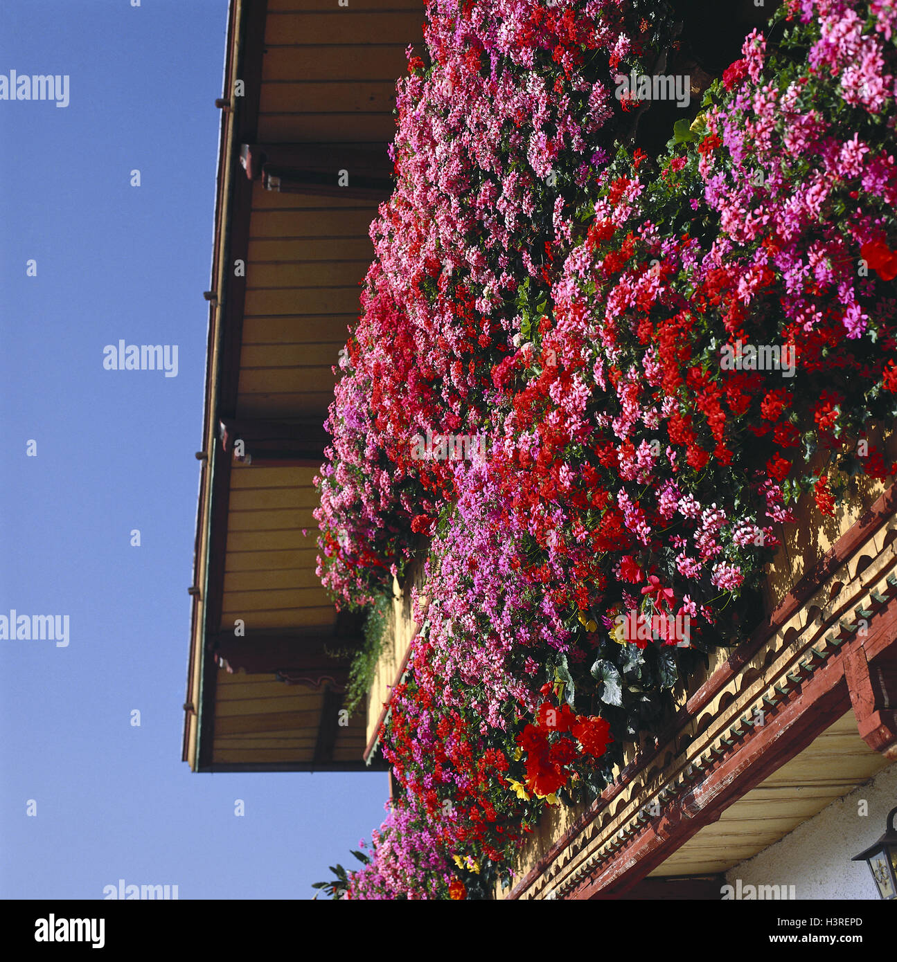 Maison d'habitation, de détail, d'un balcon, de géraniums, chambre, balcon balcon fleurs, plantation, excessivement, rouge, rose, balcon, décoration florale, l'été, Banque D'Images