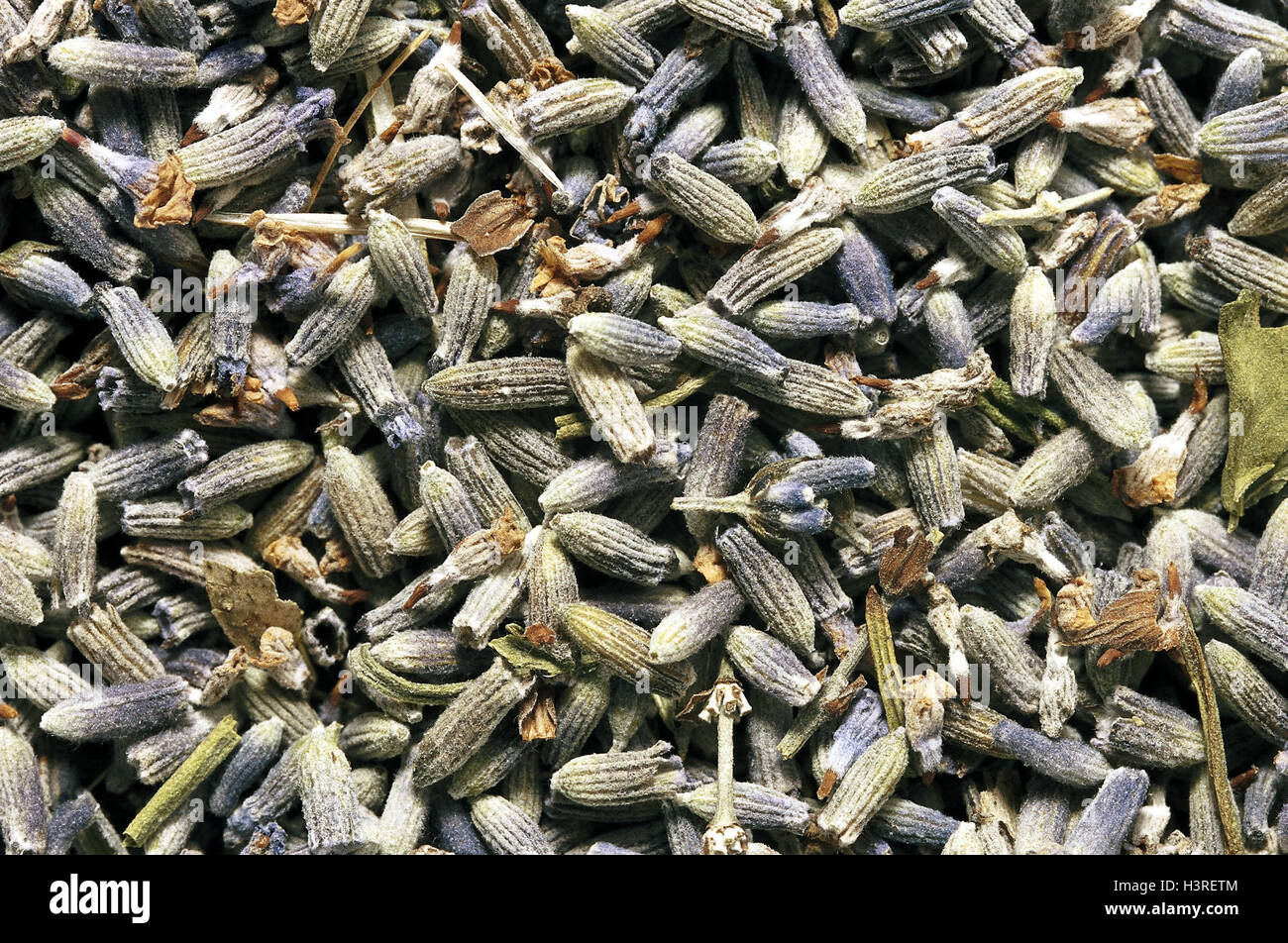 Fleurs de Lavande, sèchement, Close up, herbes, thé, épices, arôme, lavande, oranger, Lippenblütlergattung, économie, les plantes utiles, des plantes cultivées, plantes médicinales, odeur Banque D'Images