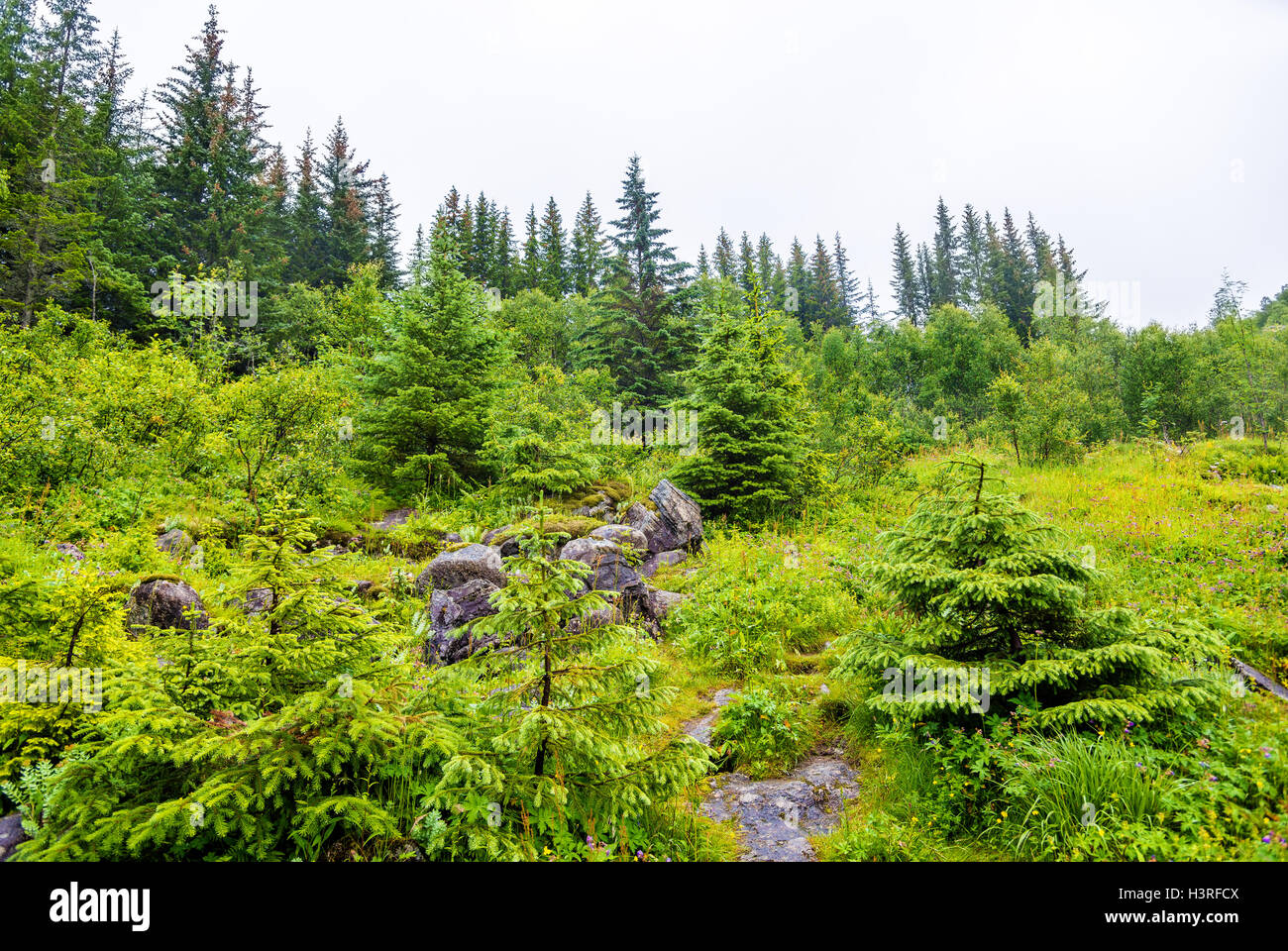 Forêt près de Voringsfossen cascade dans Hordaland, Norvège Banque D'Images
