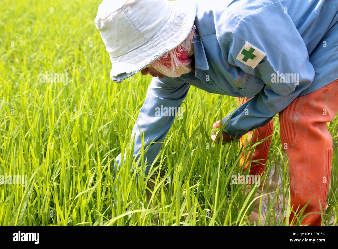 Le repiquage du riz Thai farmer sur rizière. Banque D'Images