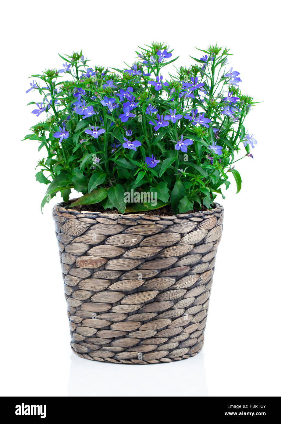 Un brin de lobelia bleu en pot, sur un fond blanc. Banque D'Images