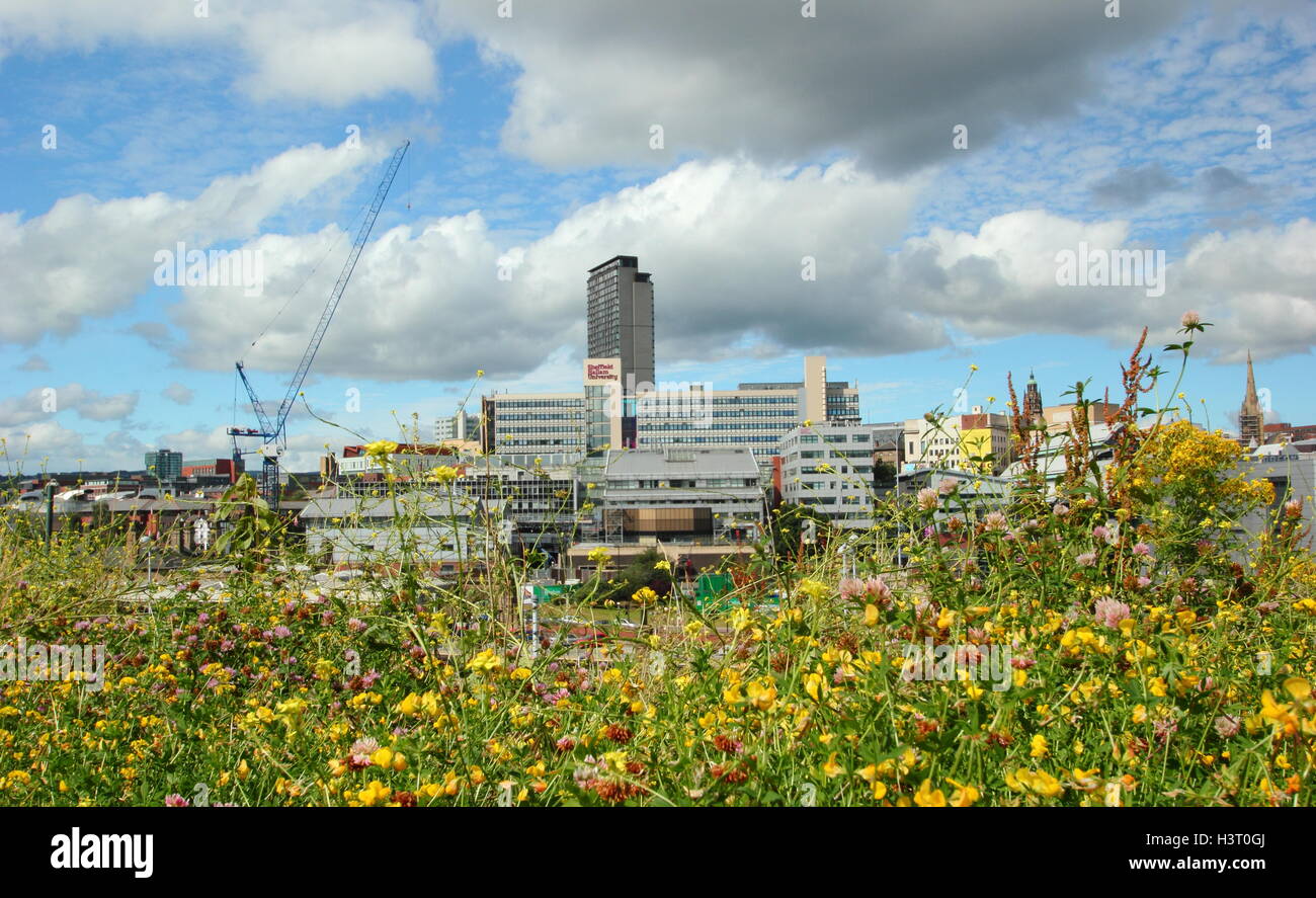 Toits de centre-ville de Sheffield, dans le nord de l'Angleterre Vue d'un pré de fleurs sauvages en milieu urbain sur une chaude journée d'été en Août Banque D'Images