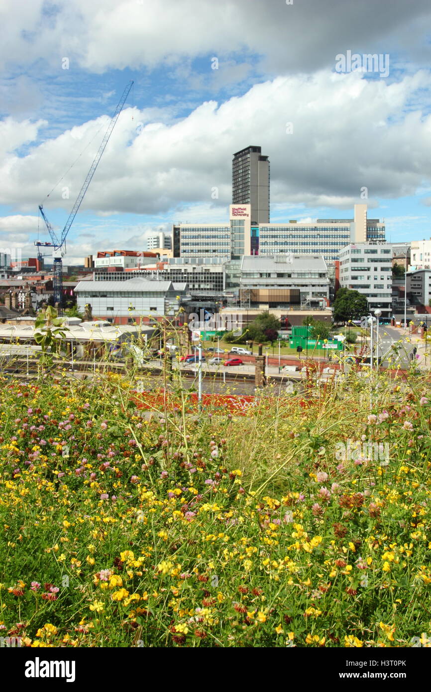 Toits de centre-ville de Sheffield, dans le nord de l'Angleterre Vue d'un pré de fleurs sauvages en milieu urbain sur une chaude journée d'été en Août Banque D'Images