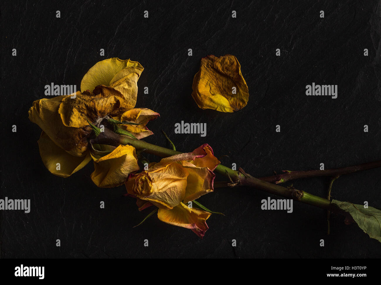 La vie encore d'une étude de l'art de mourir, orange jaune rose, vert feuilles sur ardoise noire en studio, l'éclairage de l'école néerlandaise Banque D'Images