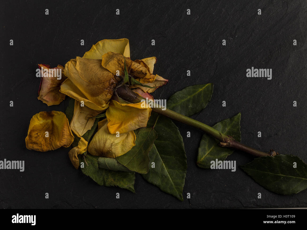 La vie encore d'une étude de l'art de mourir, orange jaune rose, vert feuilles sur ardoise noire en studio, l'éclairage de l'école néerlandaise Banque D'Images