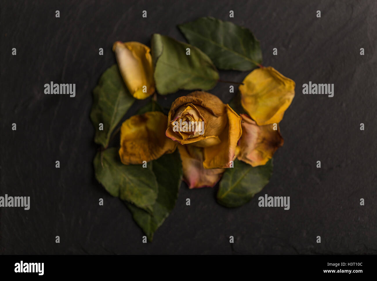 La vie encore d'une étude de l'art de mourir, orange jaune rose, vert feuilles sur ardoise noire en studio, l'éclairage de l'école néerlandaise Banque D'Images