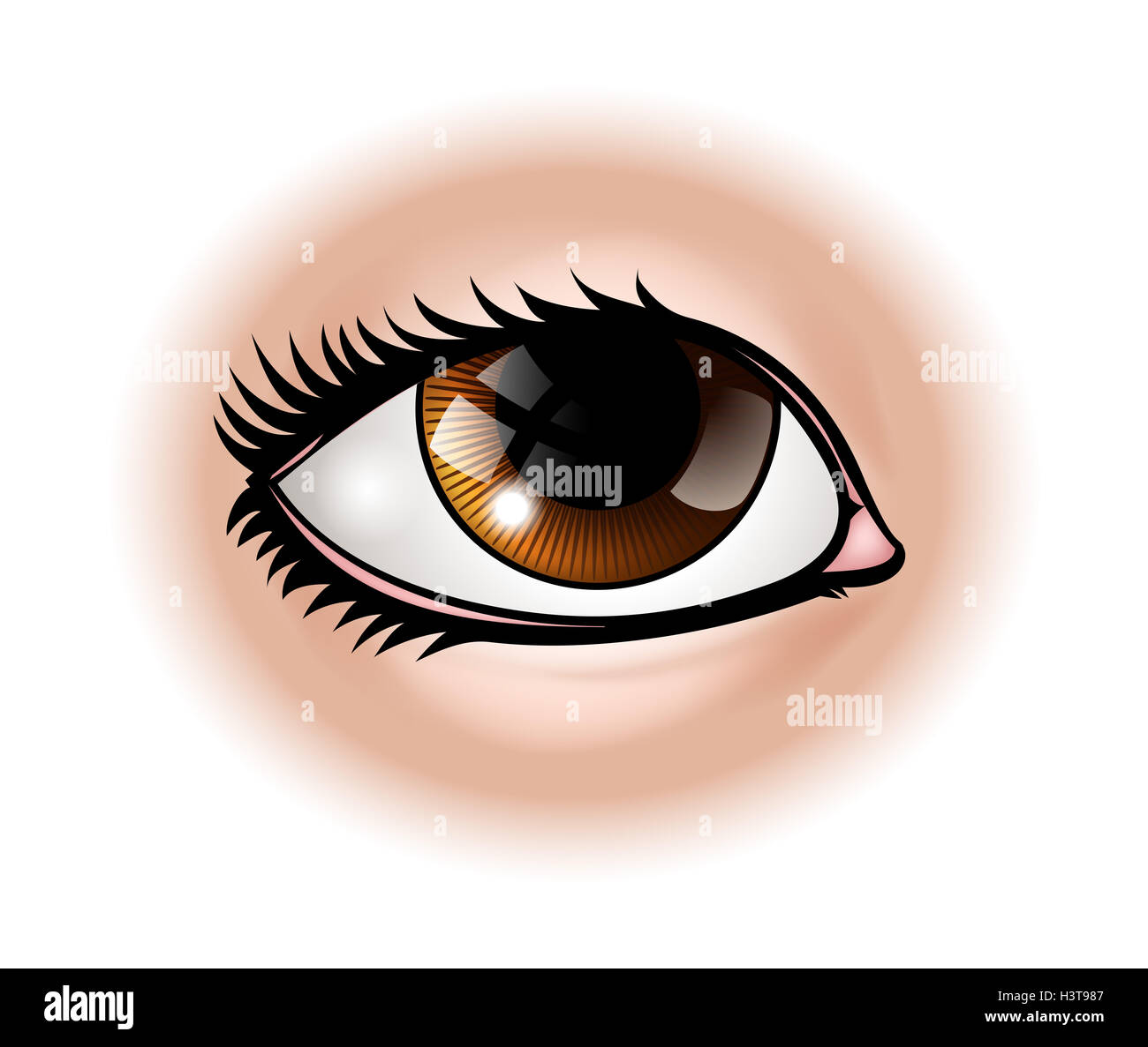 Une illustration d'une partie du corps de l'œil humain Banque D'Images
