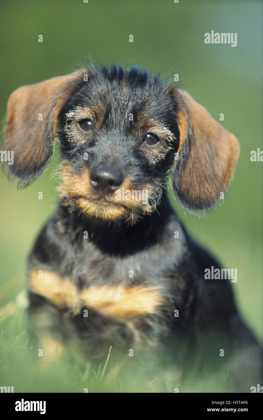 Teckel à poil dur, l'herbe, portrait, animal, animaux, mammifères marins, mammifères, chien, chiens, teckels, teckels, teckels, animal, animaux, chien de compagnie, chien, jeune animal Banque D'Images