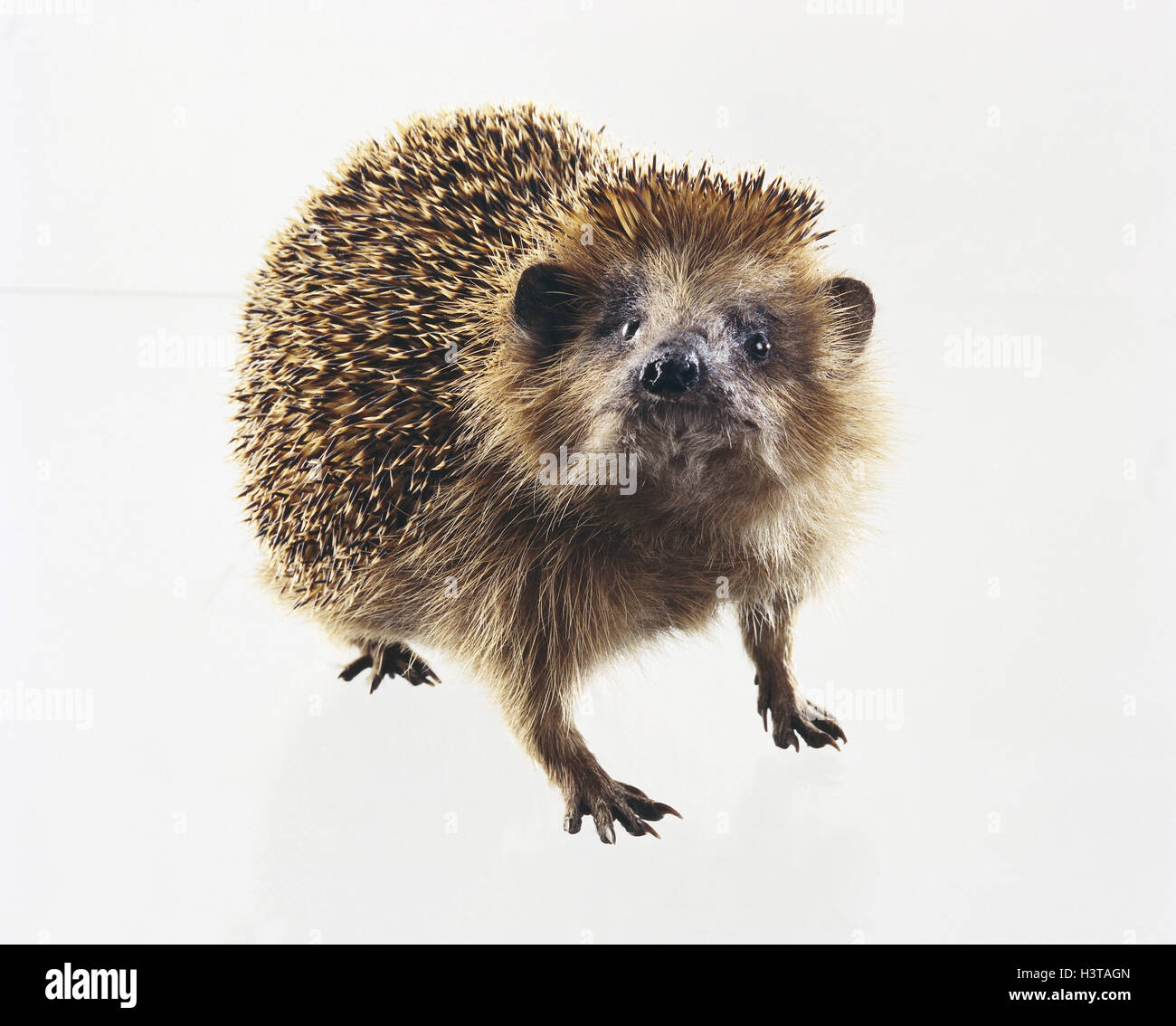 Hérisson d'Europe Erinaceus europaeus, les animaux sauvages, les ...