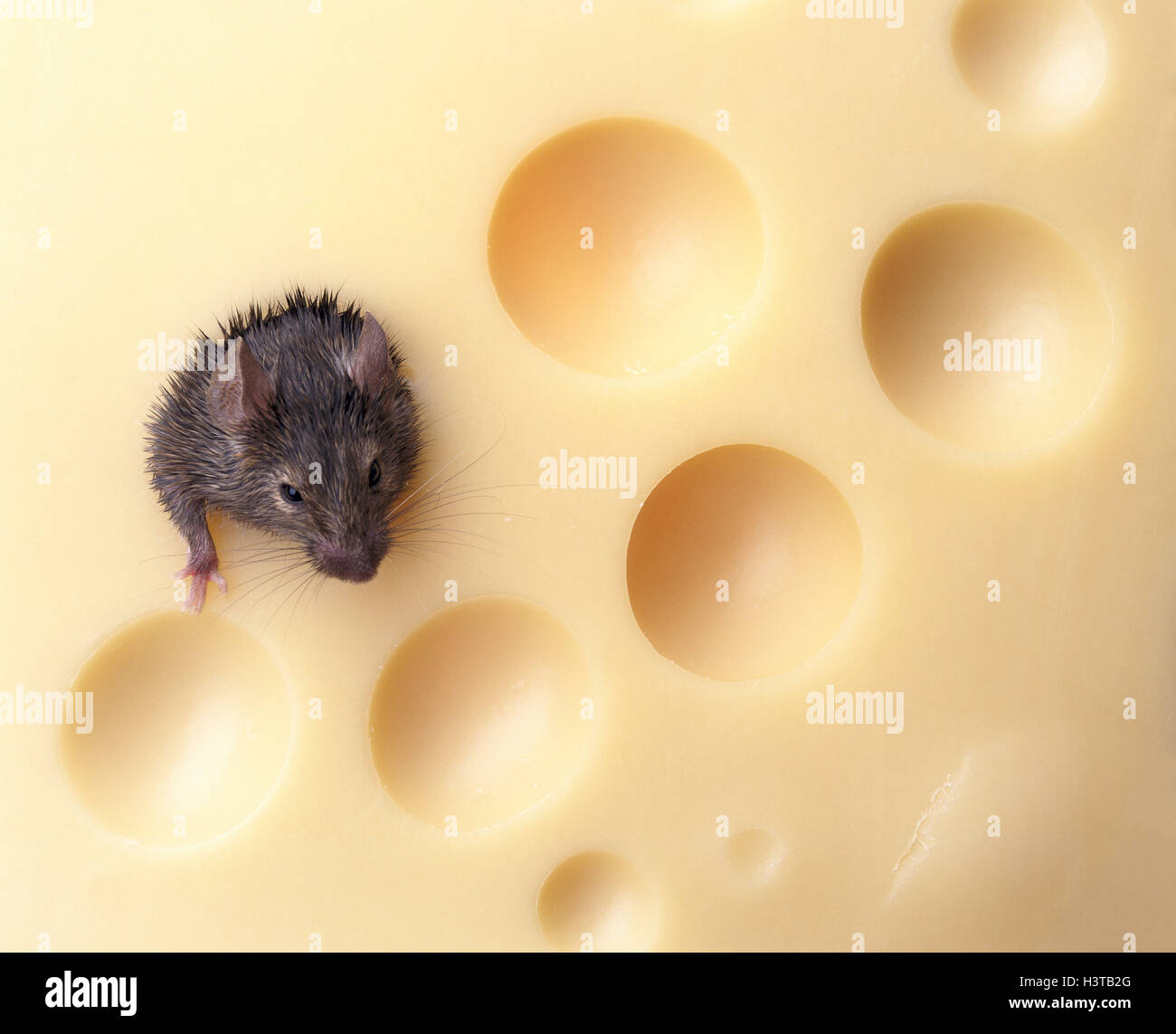 Du fromage, de souris, d'aliments recherche d'humour, de plaisir, de rester-à-maison, Mush, musculaire, de Mammifères Mammifères, rongeurs, rongeur, souris, rongeurs muridés, stock, ravageur, vecteur, ravageur, creeps, mange du pain de fromage, trou, fromage suisse, fromage suisse, Banque D'Images