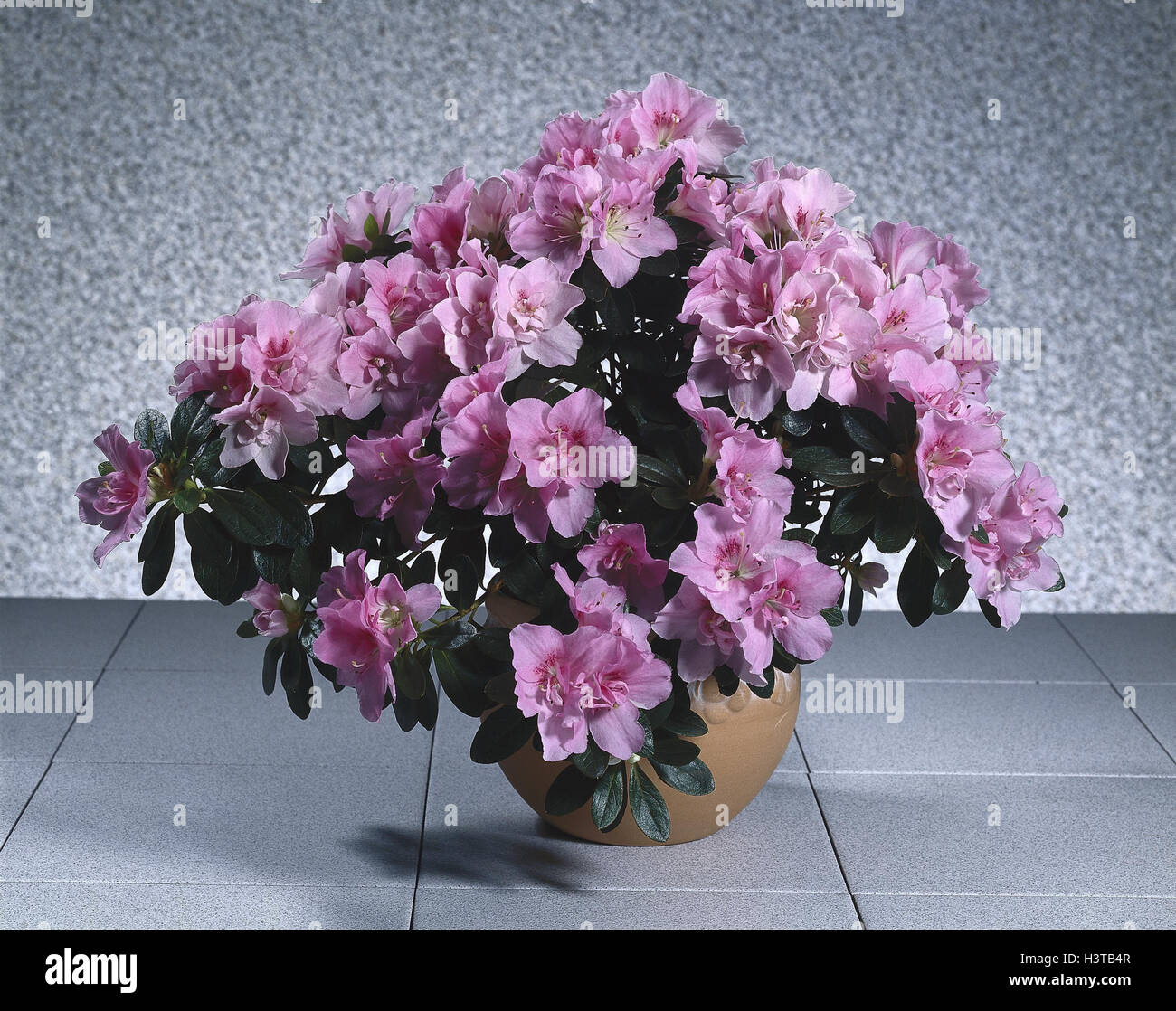 Plante en pot, azalée, azalée, Heather plante, Ericaceae, rhododendron, plante d'intérieur, fleurs, fleur, fleur, plante, photographie de produits Banque D'Images