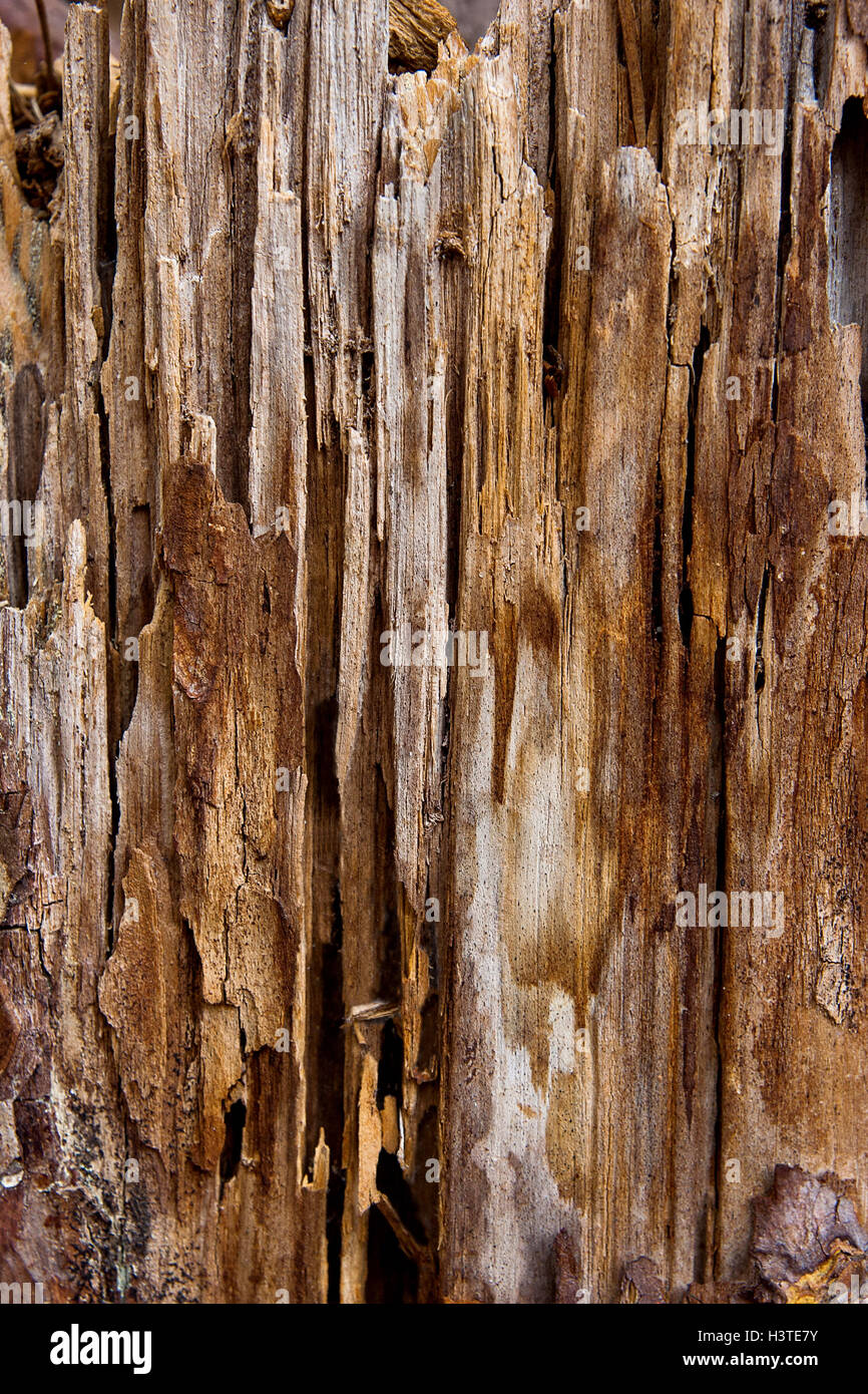 Résumé en bois texture. Vintage style rustique. Surface naturelle, vintage background Banque D'Images