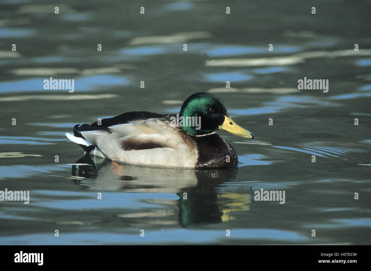 Lake, le canard colvert, Anas platyrhynchos, homme, animal, animaux, oiseaux, oiseaux, oiseaux, oiseaux d'eau l'eau, anatidae, Entenvogel, Anatidae, canards, canard, Manly, petit homme Banque D'Images